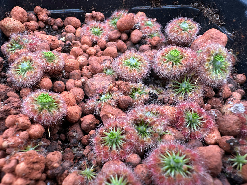 Drosera citrina gemmae 15 count