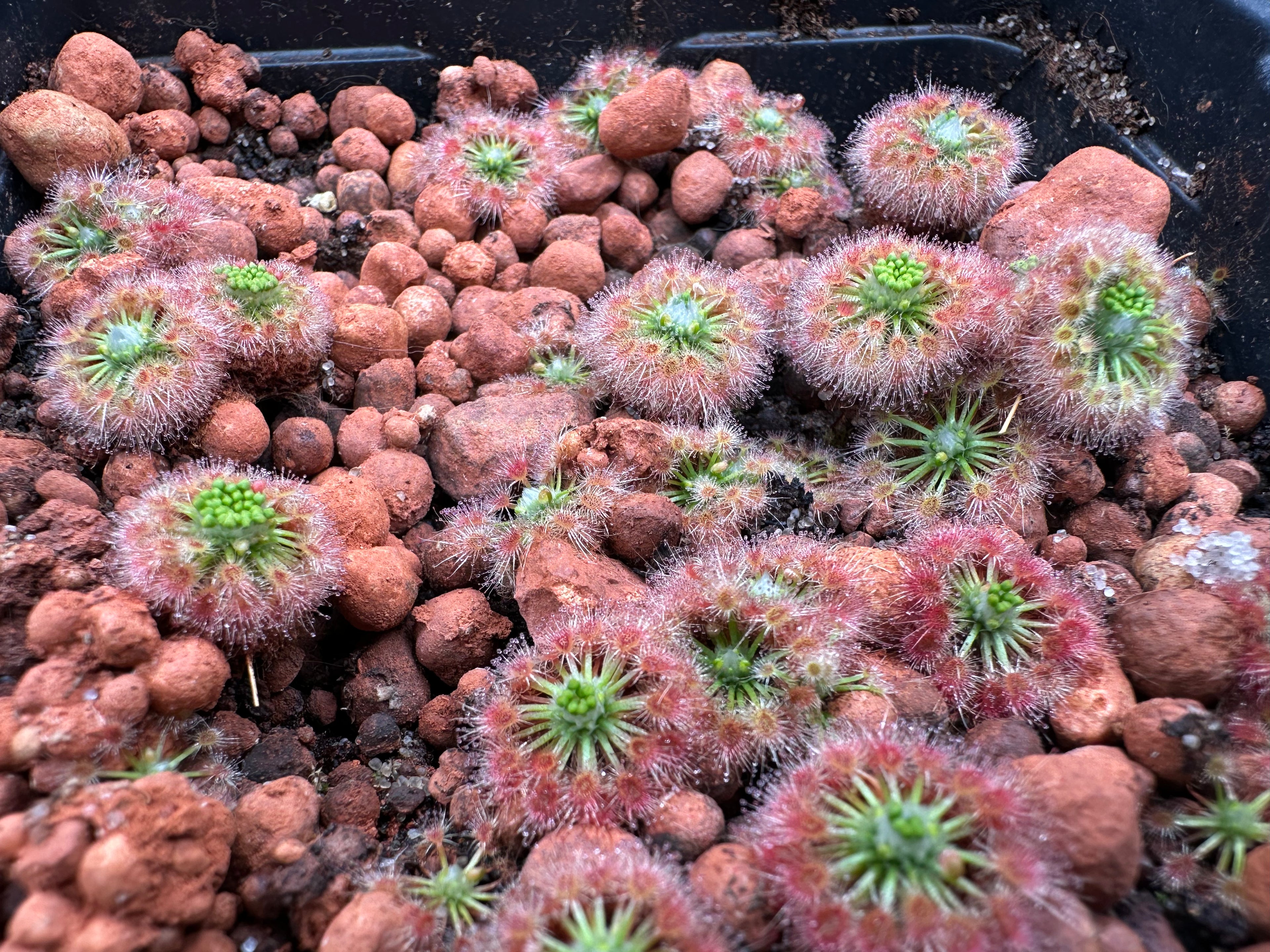 Drosera citrina gemmae 15 count