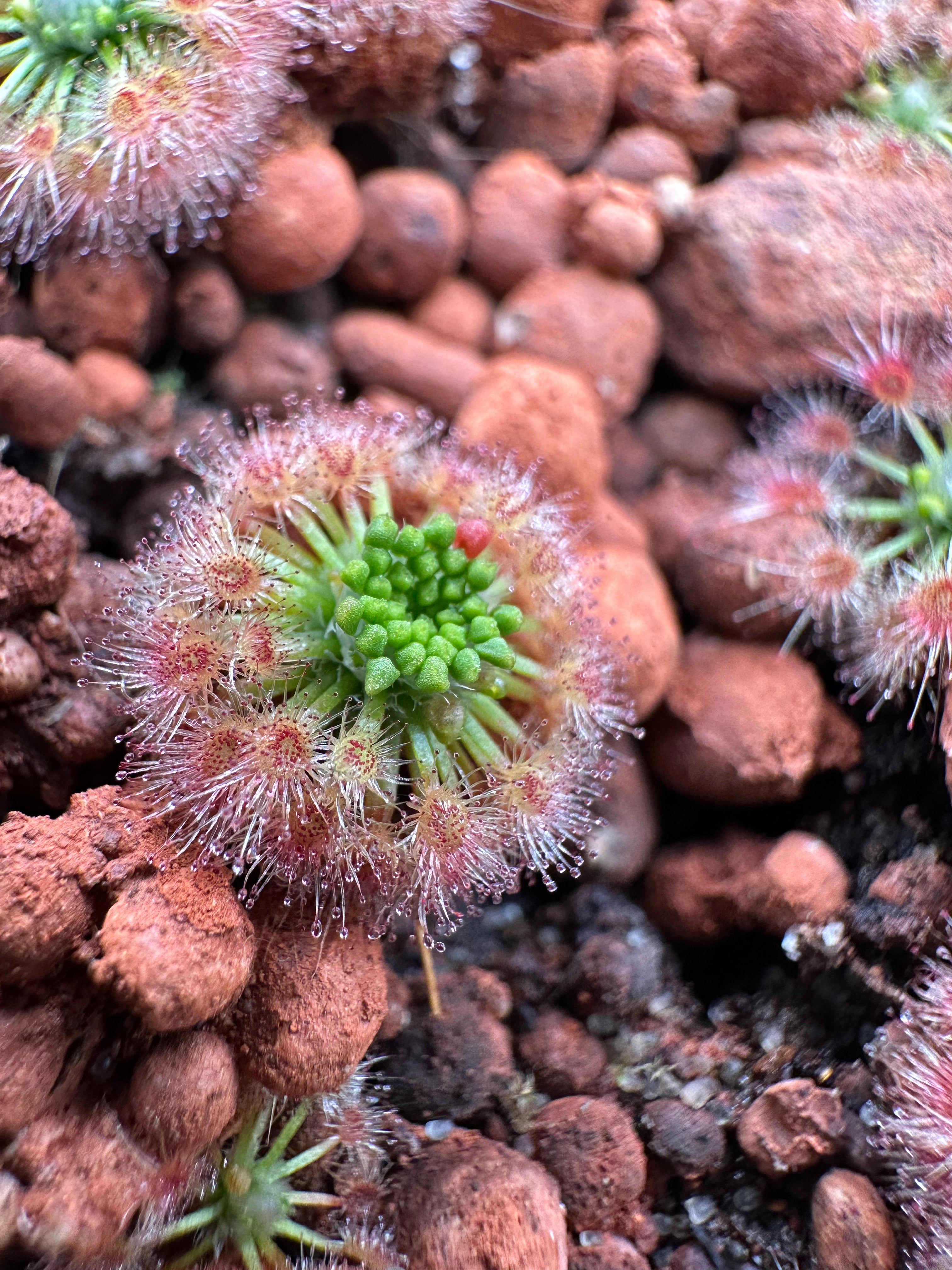 Drosera citrina gemmae 15 count