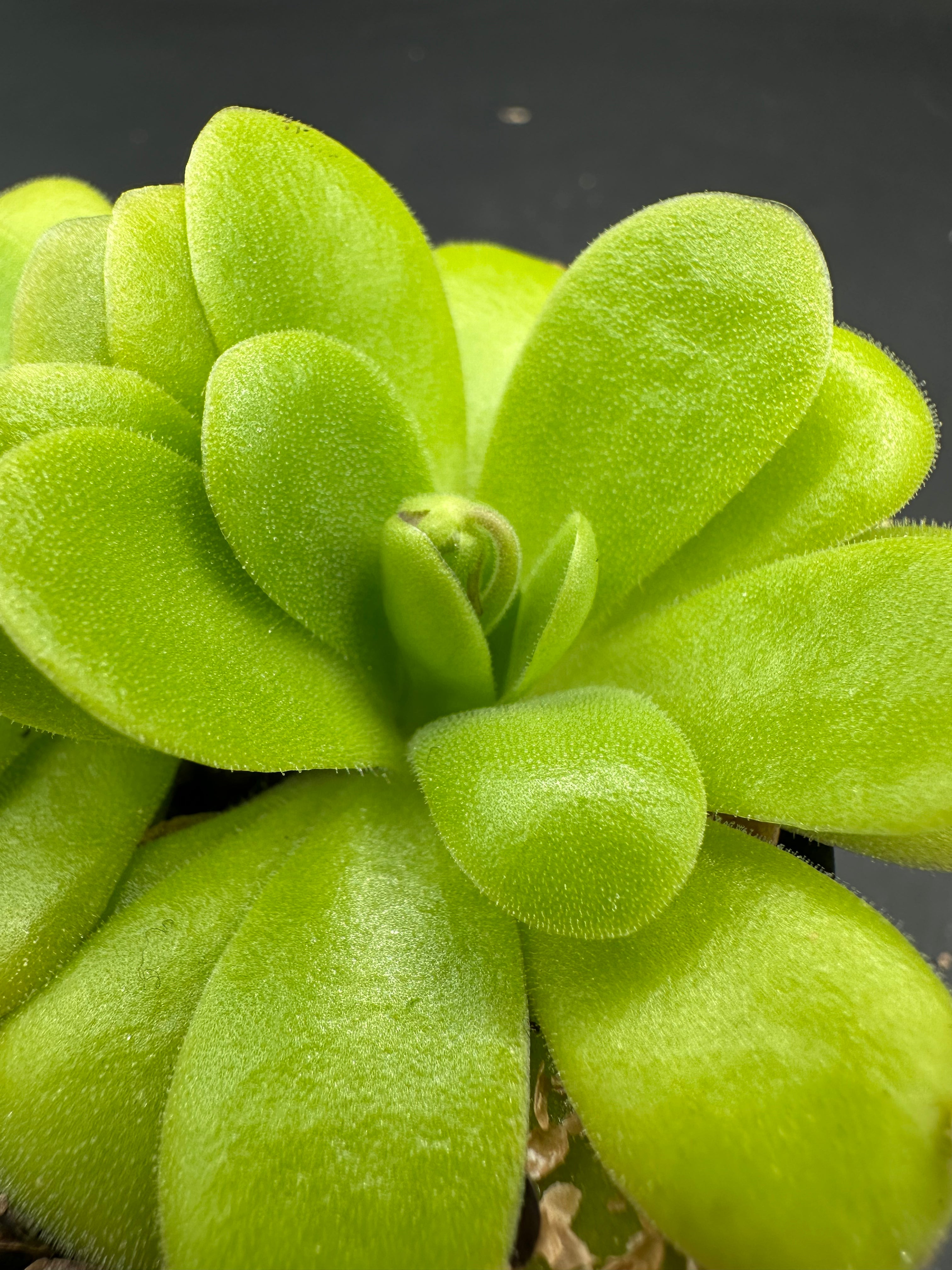 Pinguicula "Bebop Lollipop"