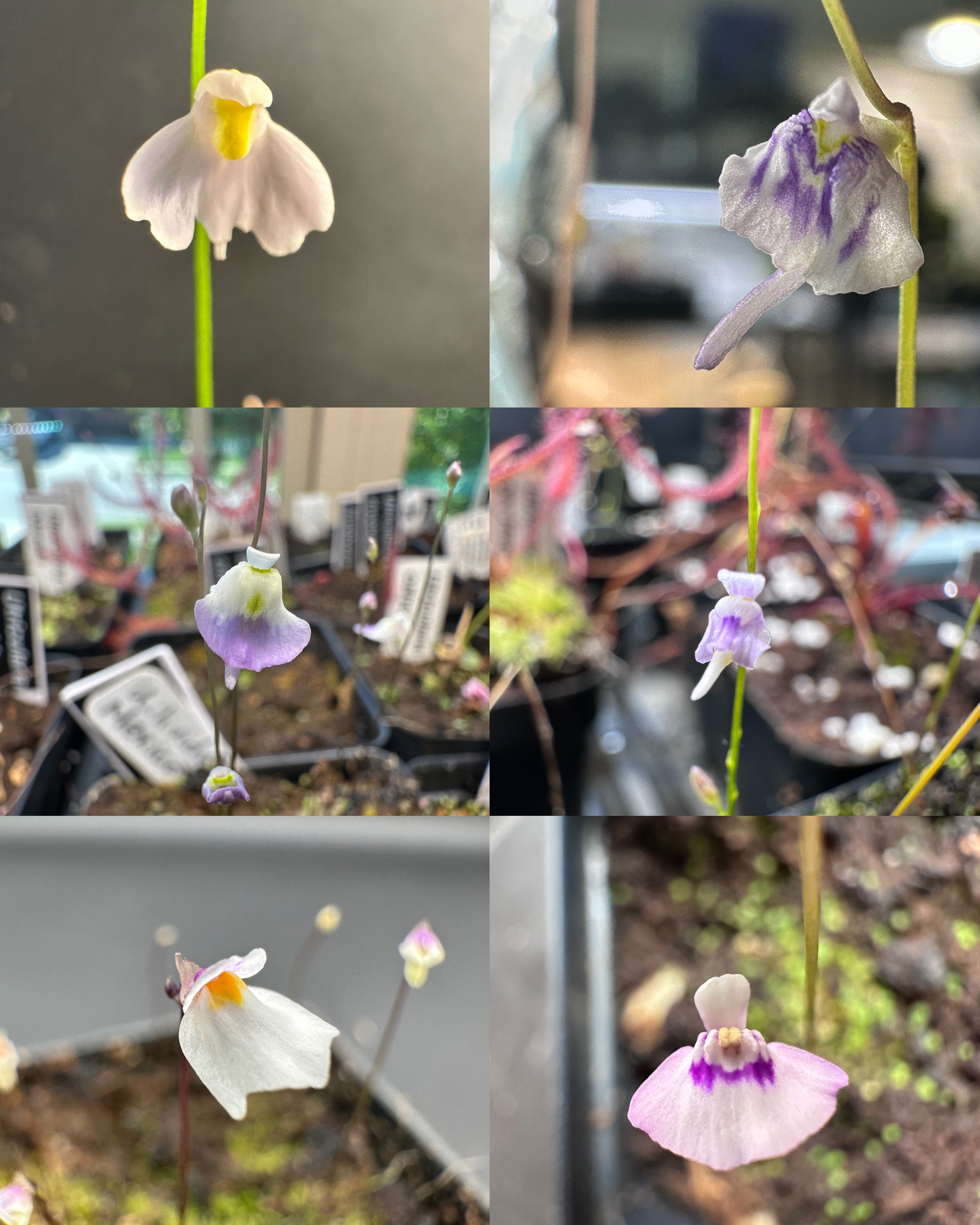 8 Utricularia plugs, growers choice