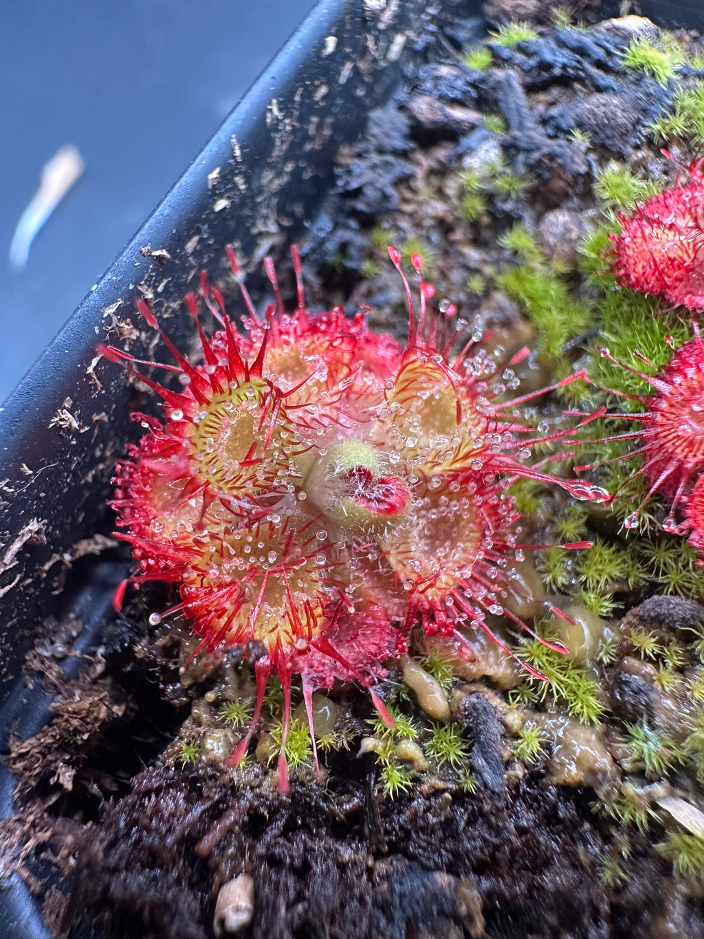 Drosera burmannii (Beerwah, QLD, AUS)