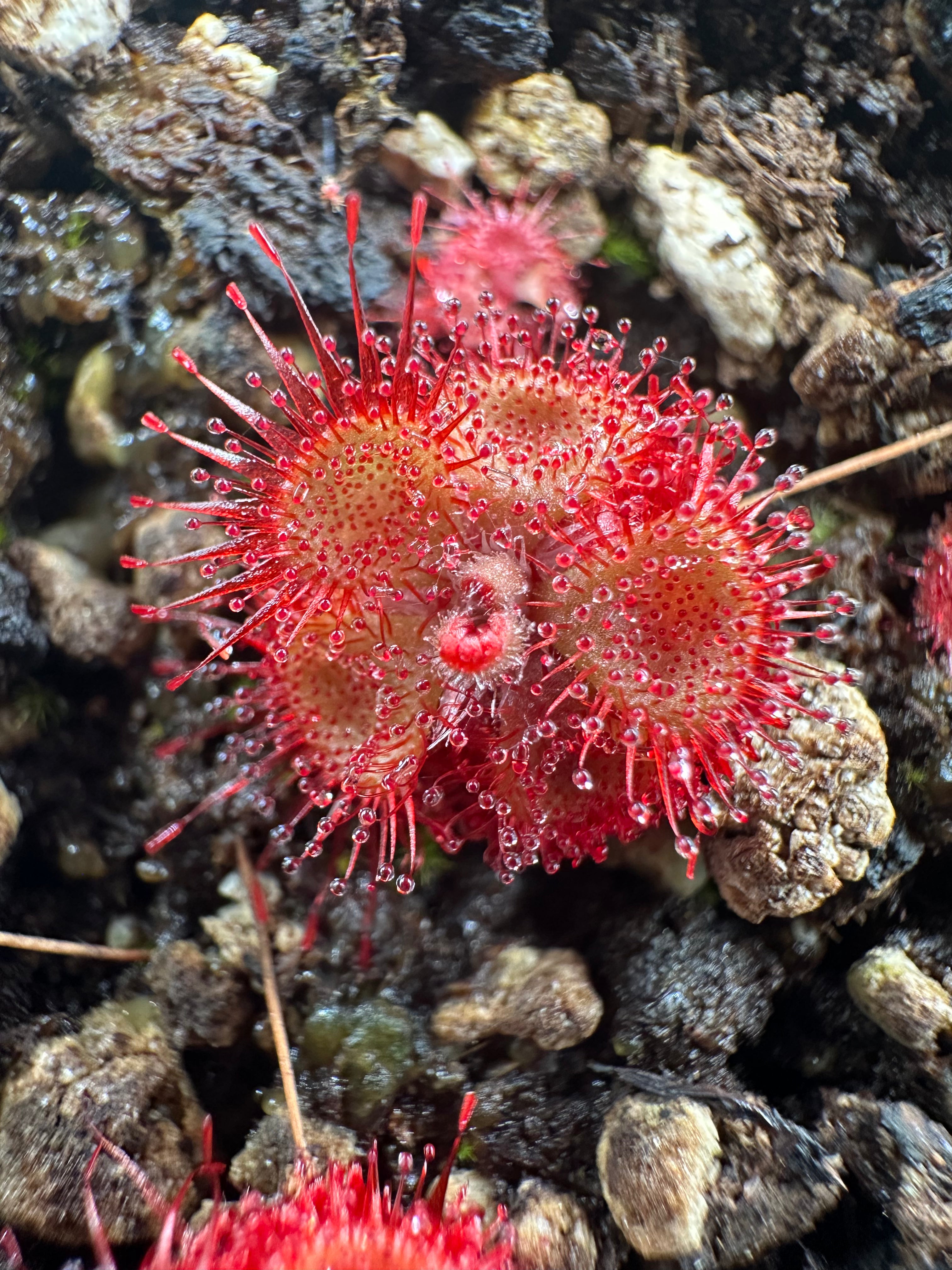 Drosera burmannii (Chapadas dos Guimaraes, BRA)