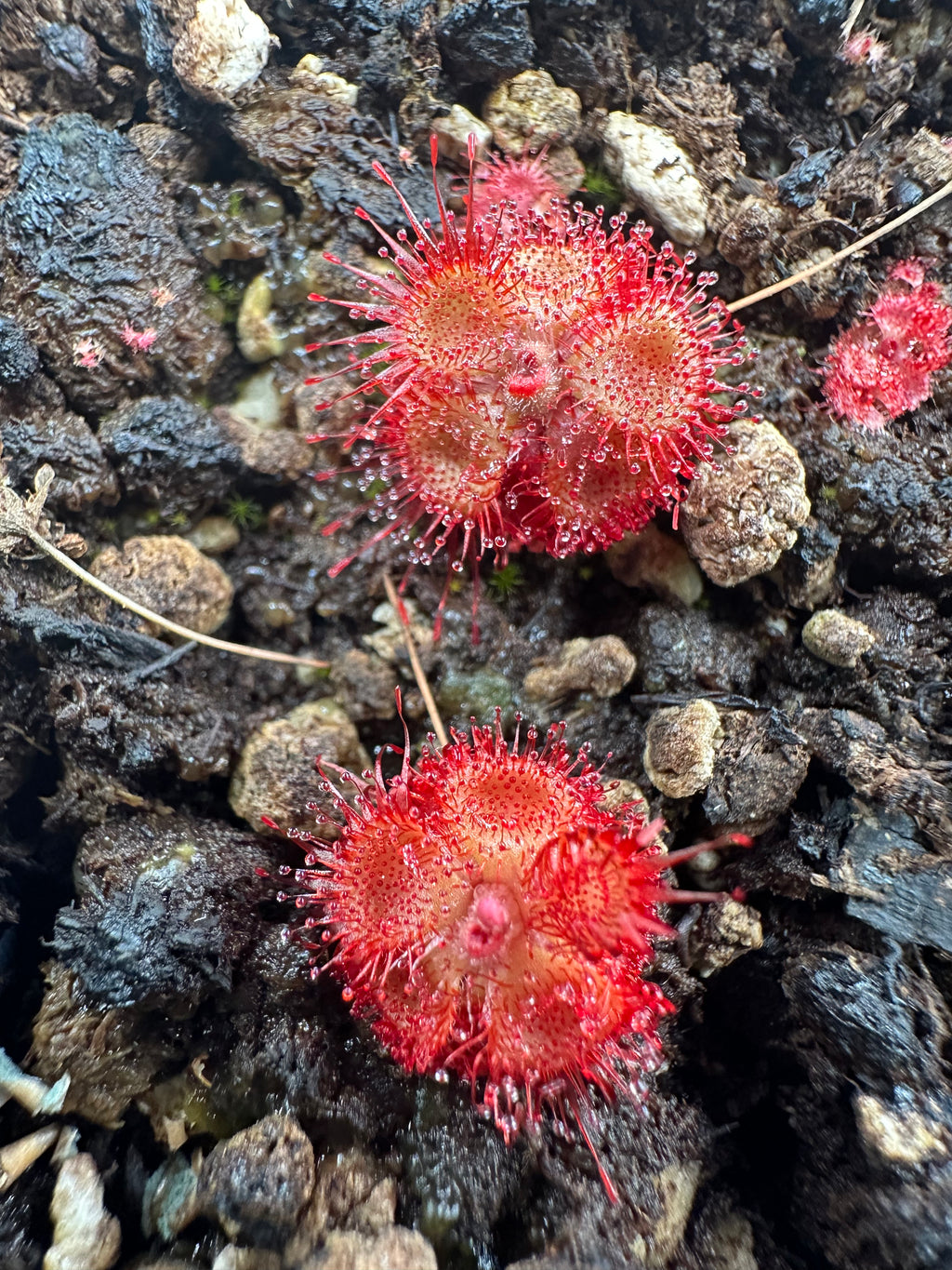 Drosera burmannii (Chapadas dos Guimaraes, BRA)
