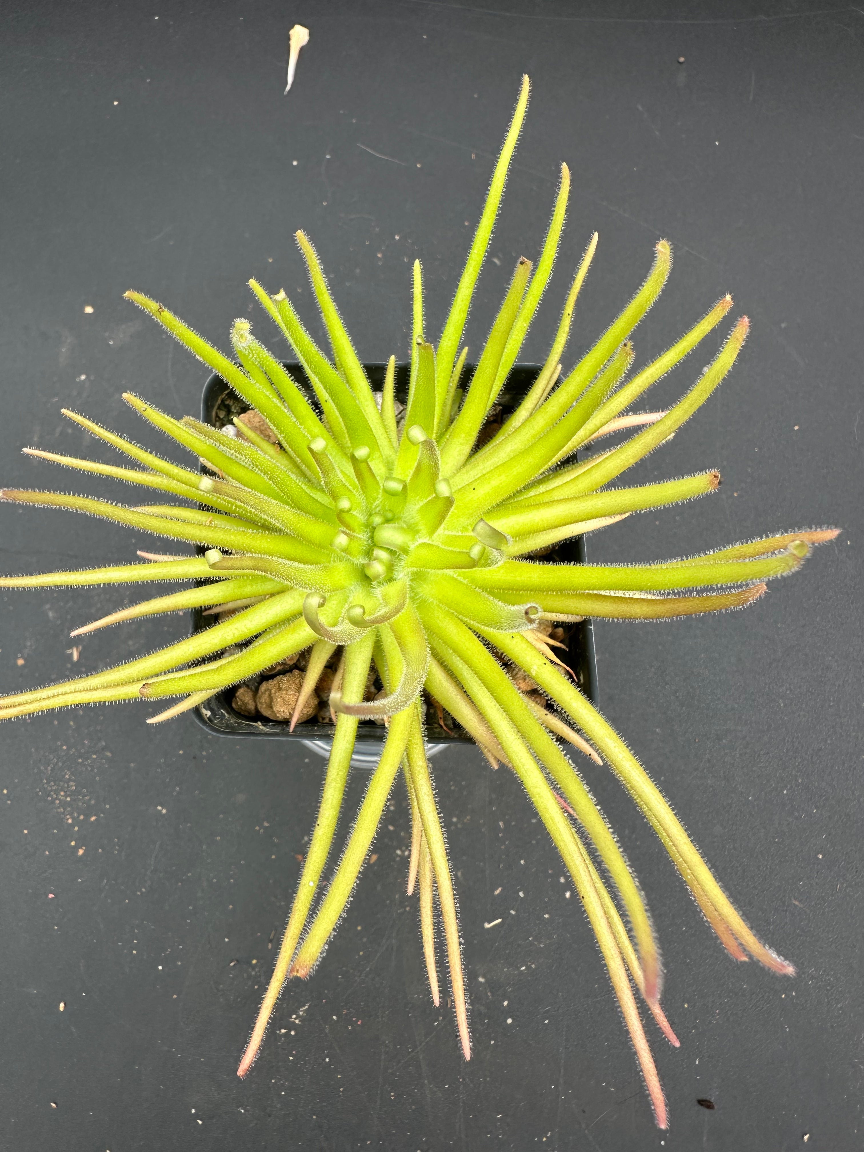 Pinguicula gypsicola (Buena Vista, San Luis Potosi, MEX)