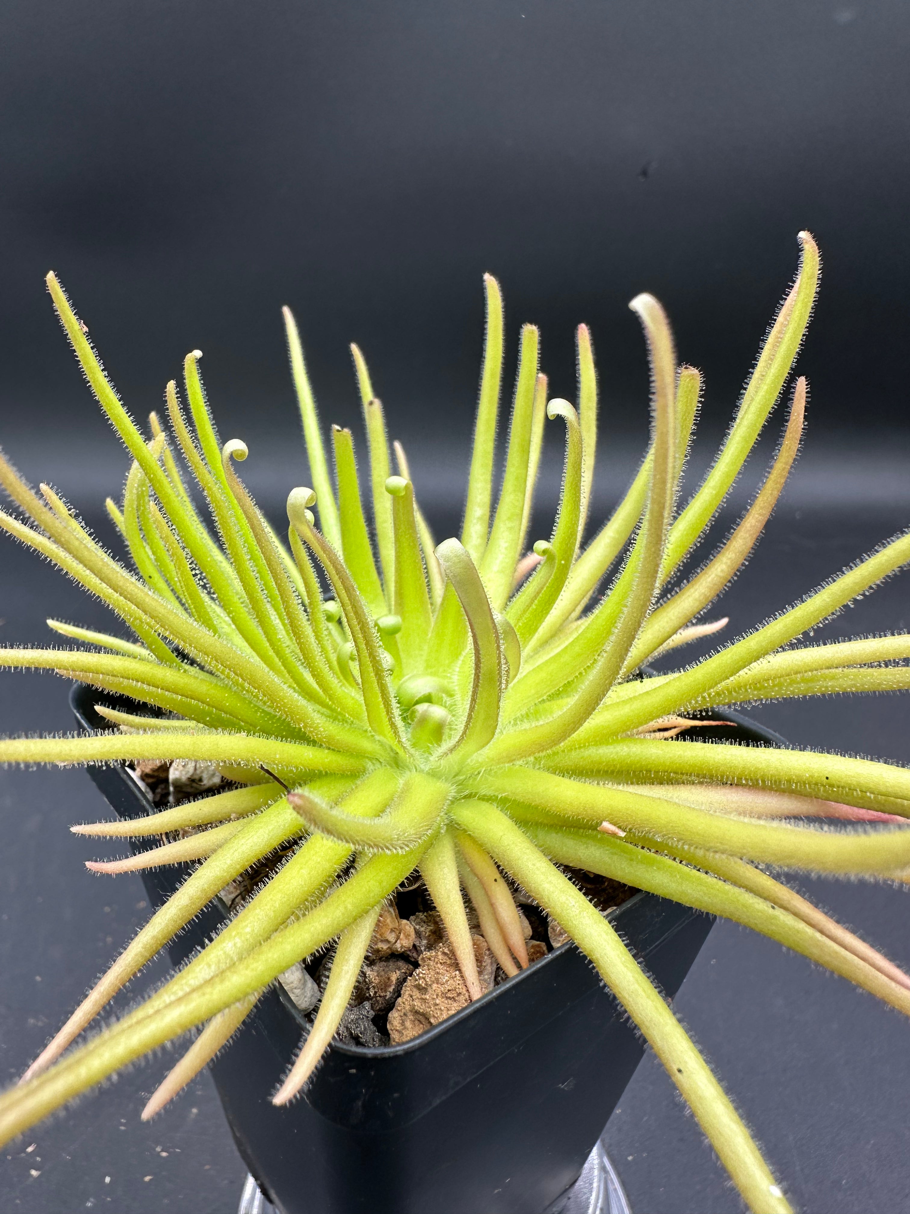 Pinguicula gypsicola (Buena Vista, San Luis Potosi, MEX)