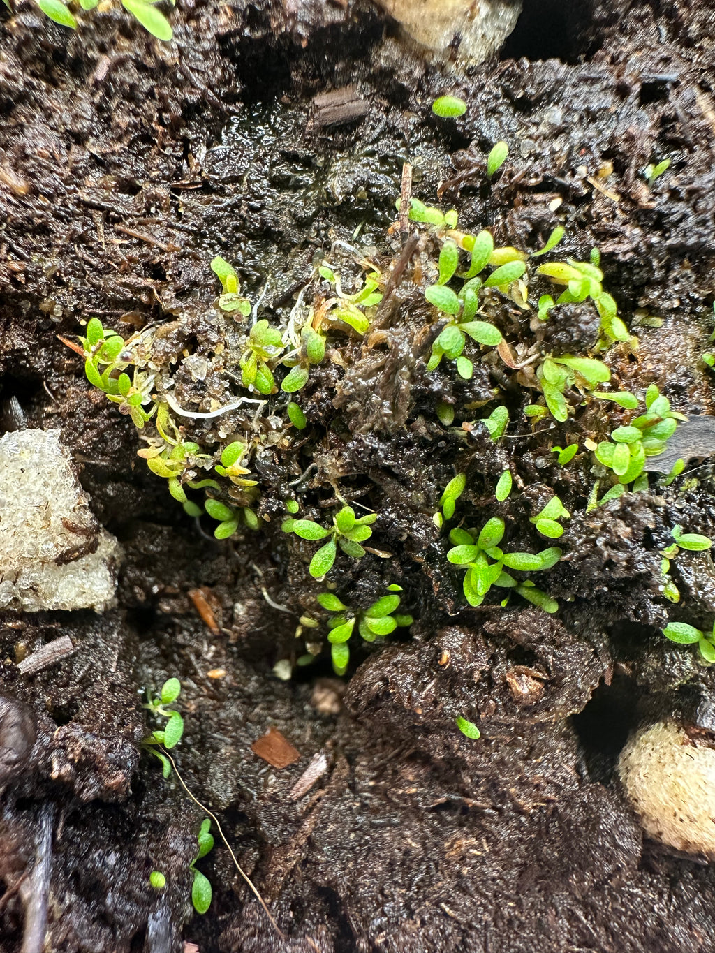 Utricularia barkeri (Langi Ghiran, Victoria, AUS)
