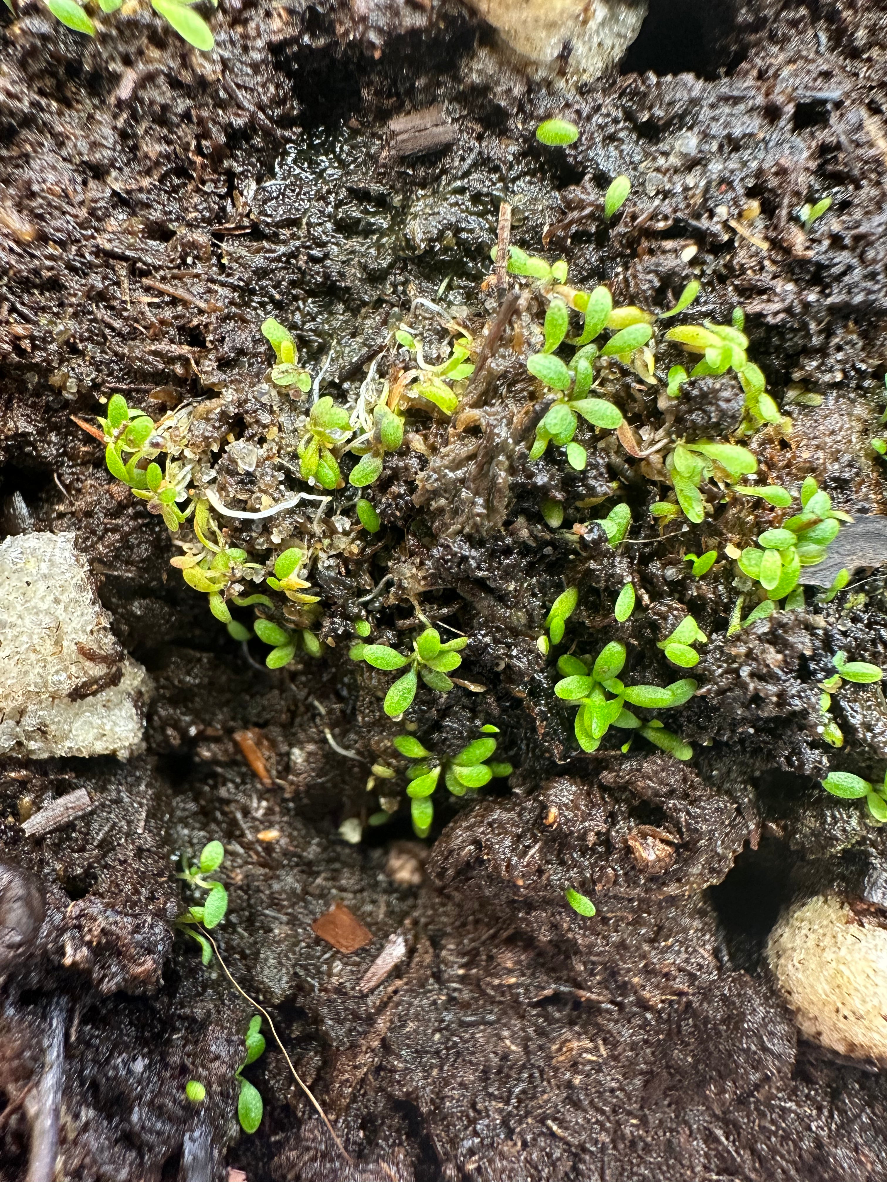 Utricularia barkeri (Langi Ghiran, Victoria, AUS)