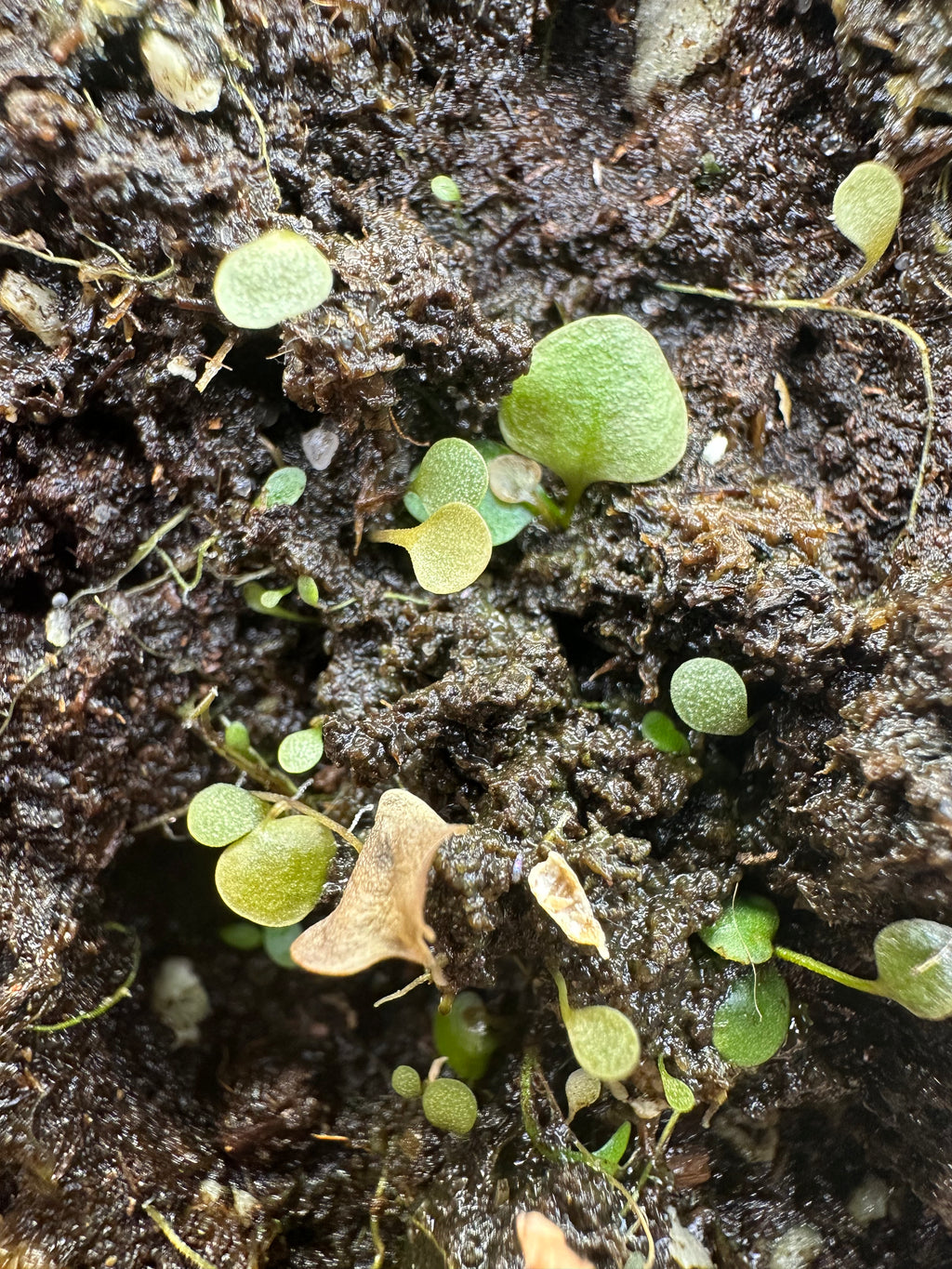 Utricularia hirtella "white flower"