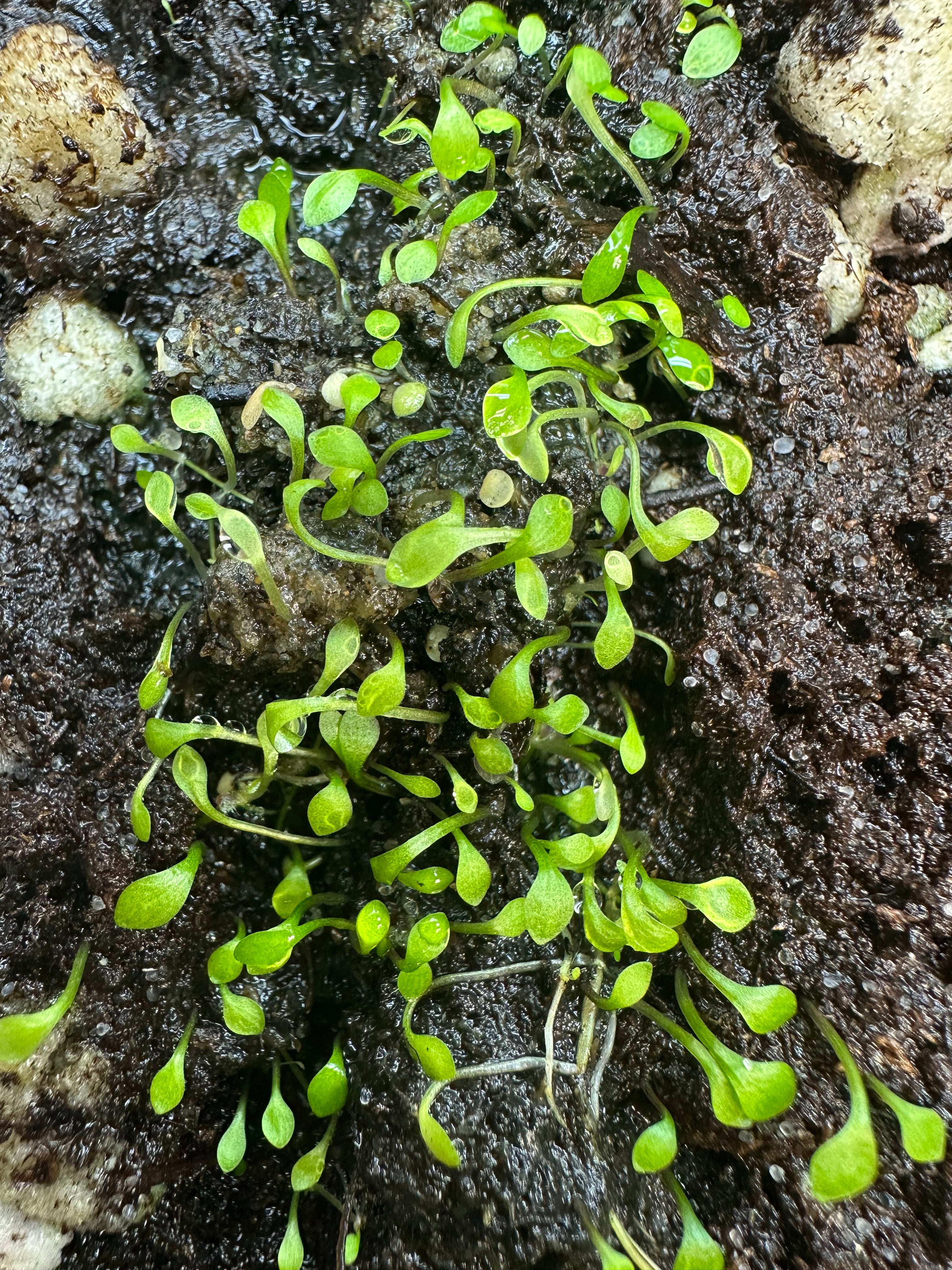 Utricularia beaugleholei ssp orientalis (Warby Range, Victoria, AUS)