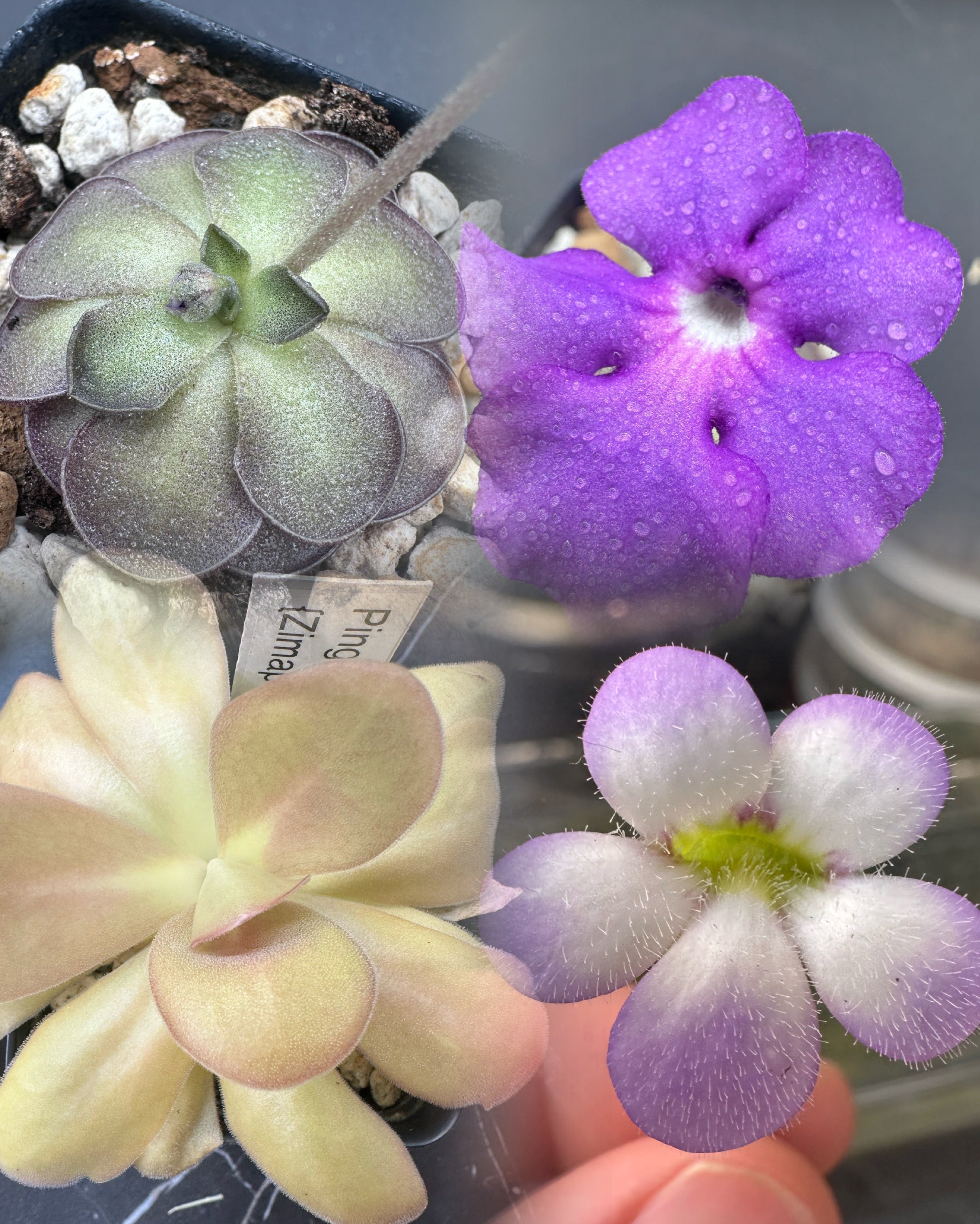 Pinguicula cyclosecta x agnata (Zimapan, MEX) seeds