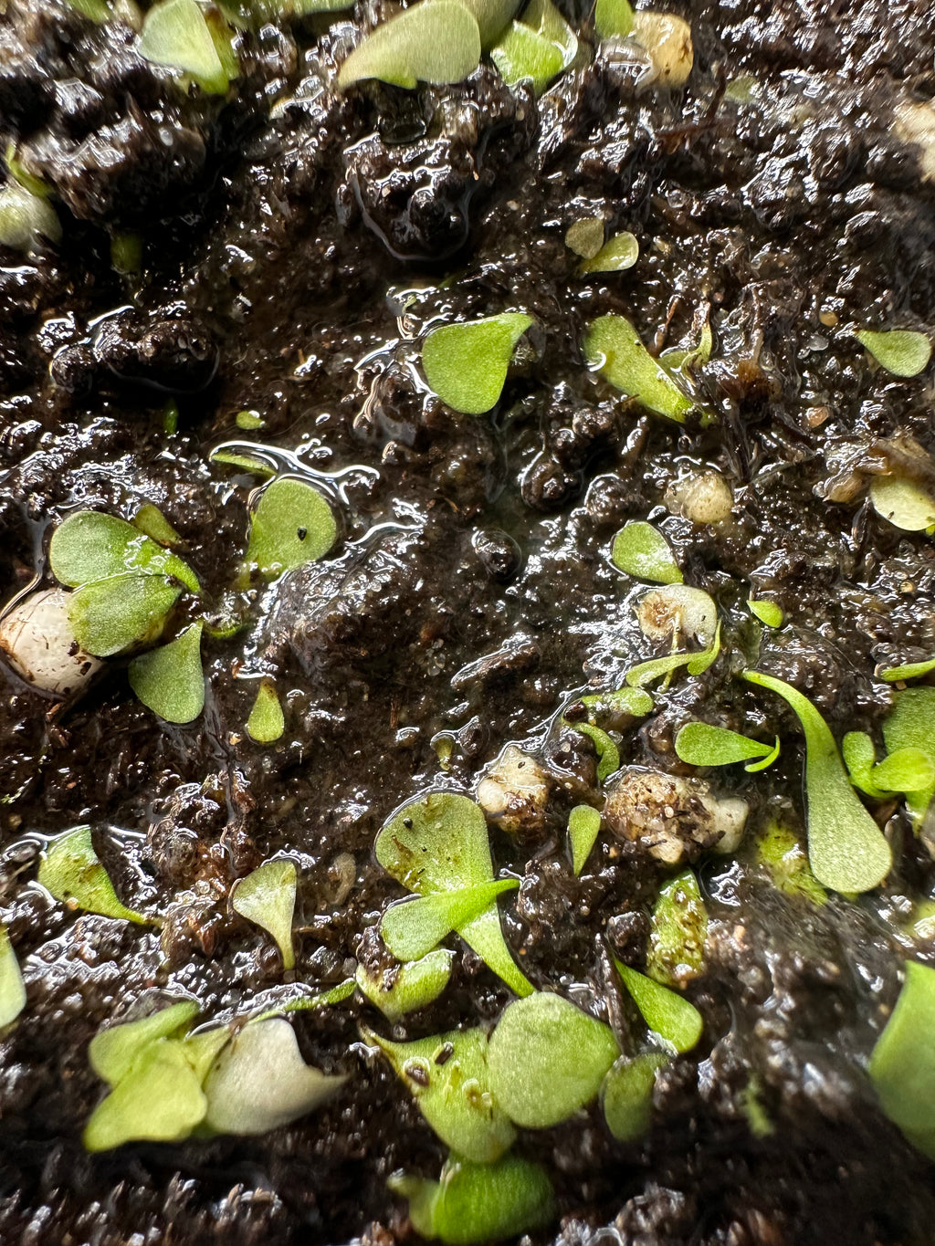 Utricularia livida "wide petals" (MEX)