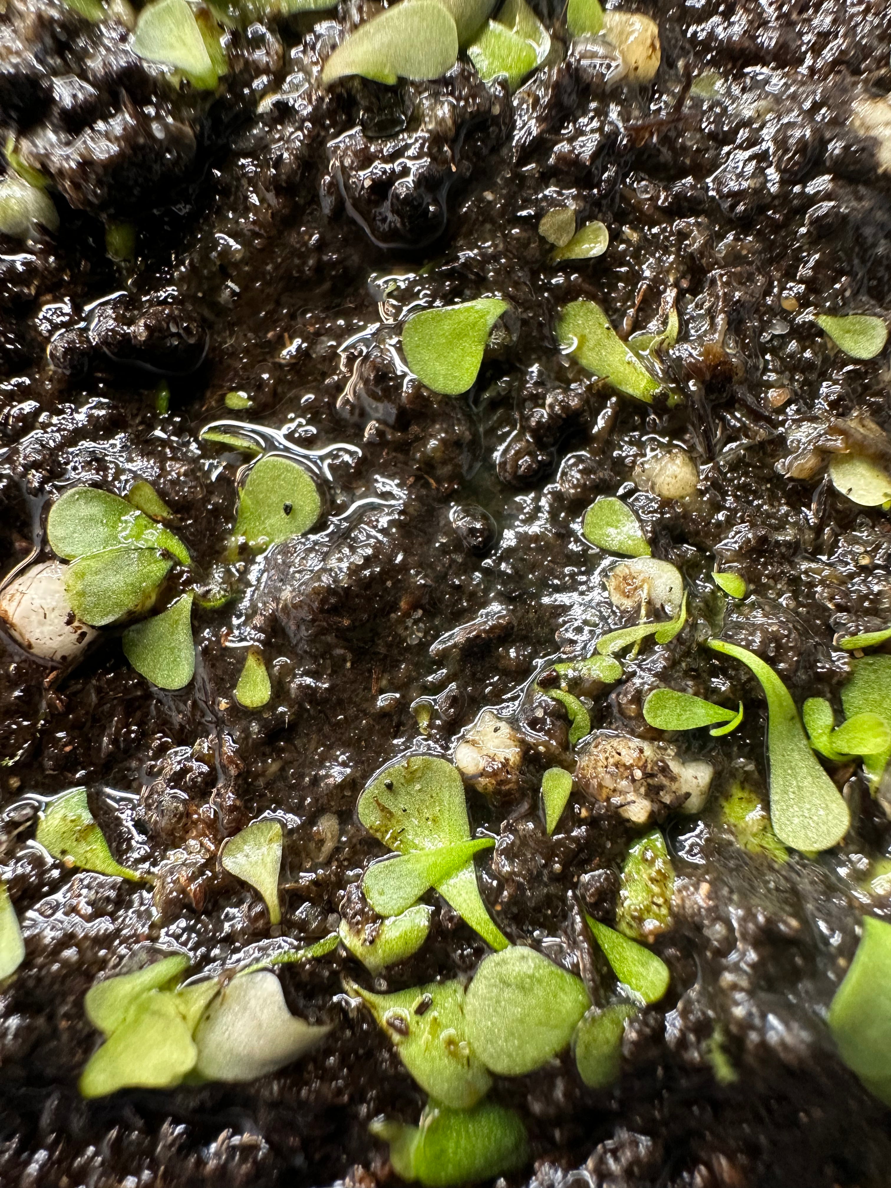 Utricularia livida "wide petals" (MEX)