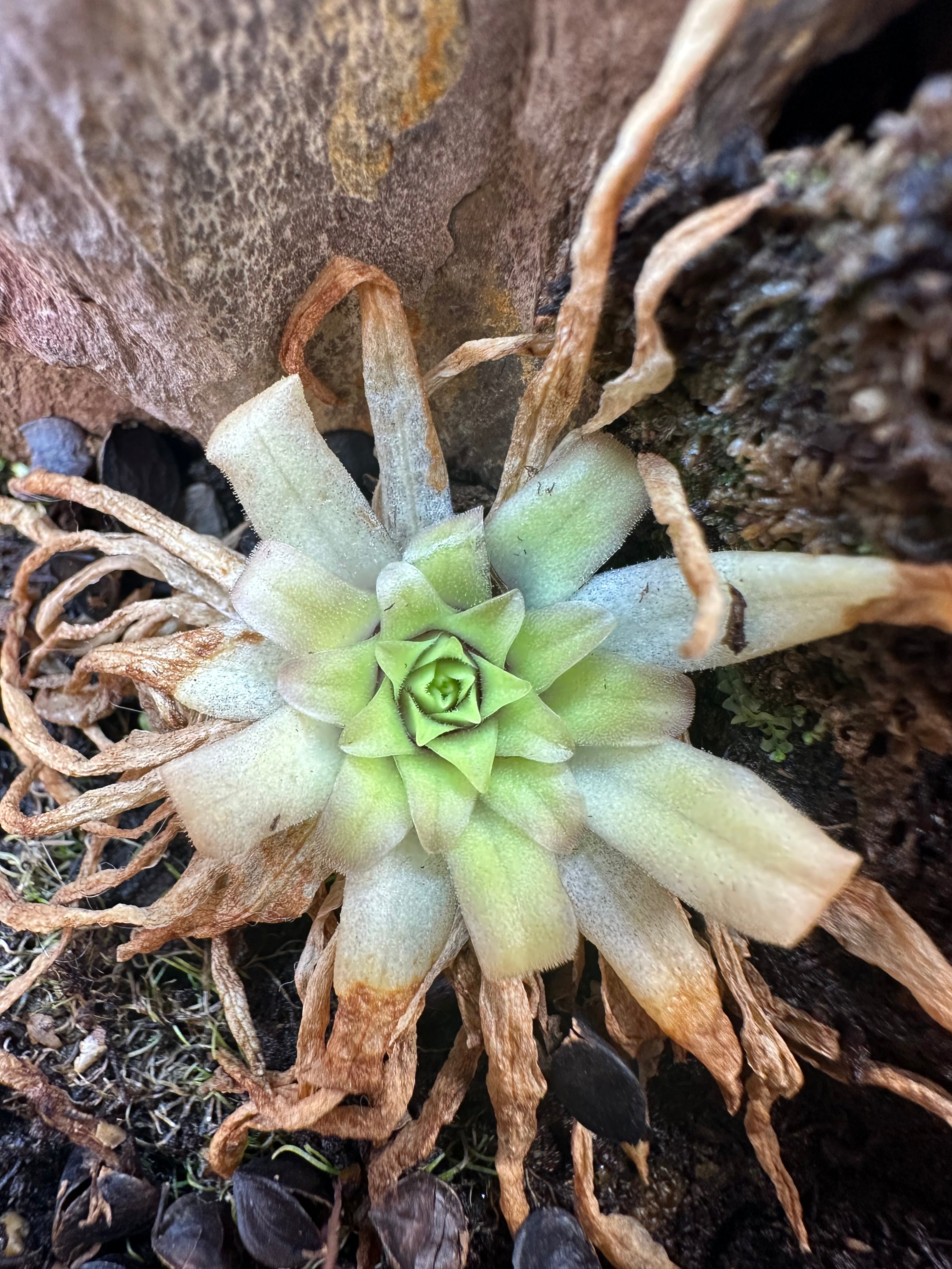 pink moon succulent Pinguicula "Pink Moon" – Crabcore's Carnivores