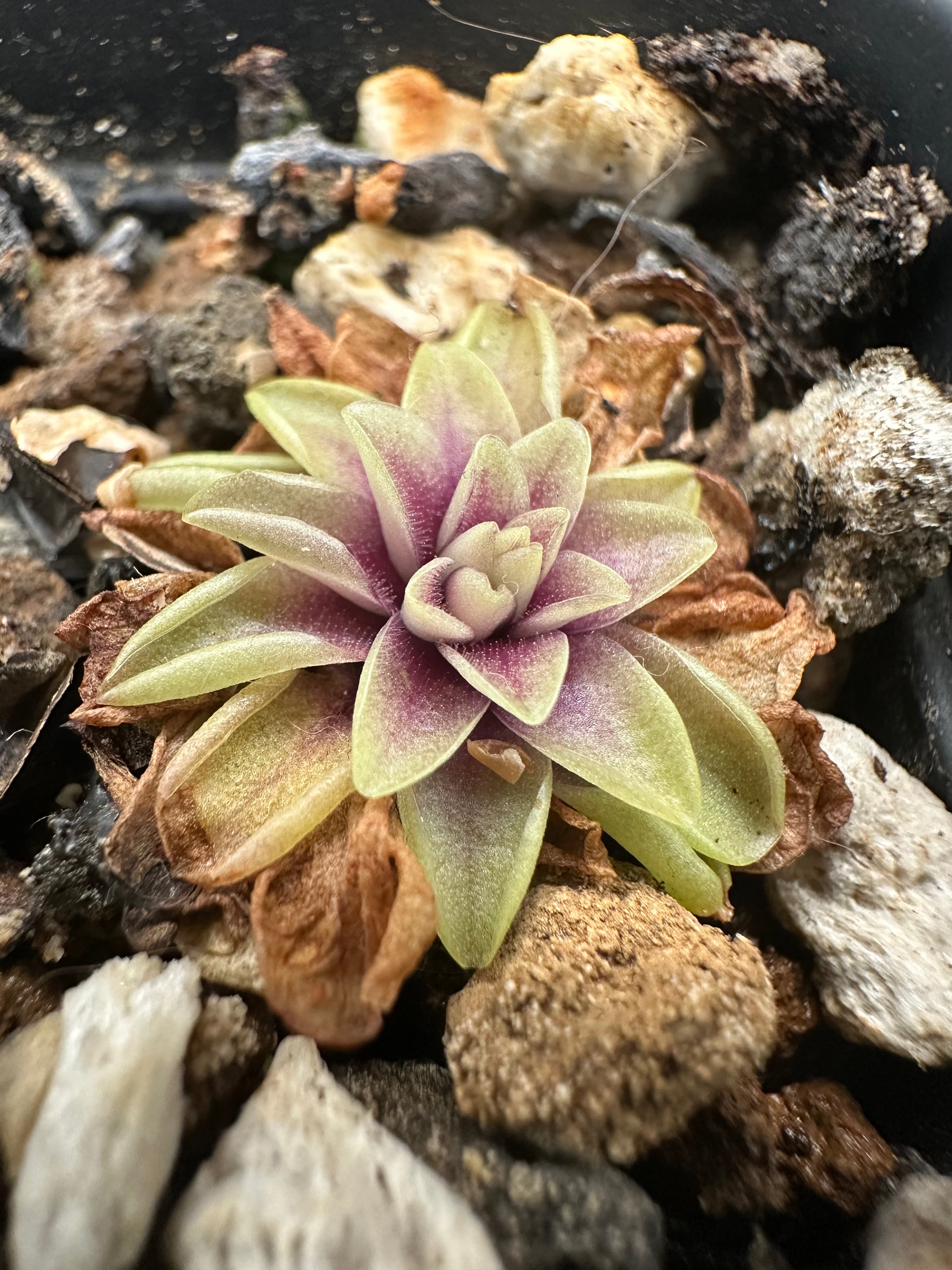 Pinguicula "Seductora"
