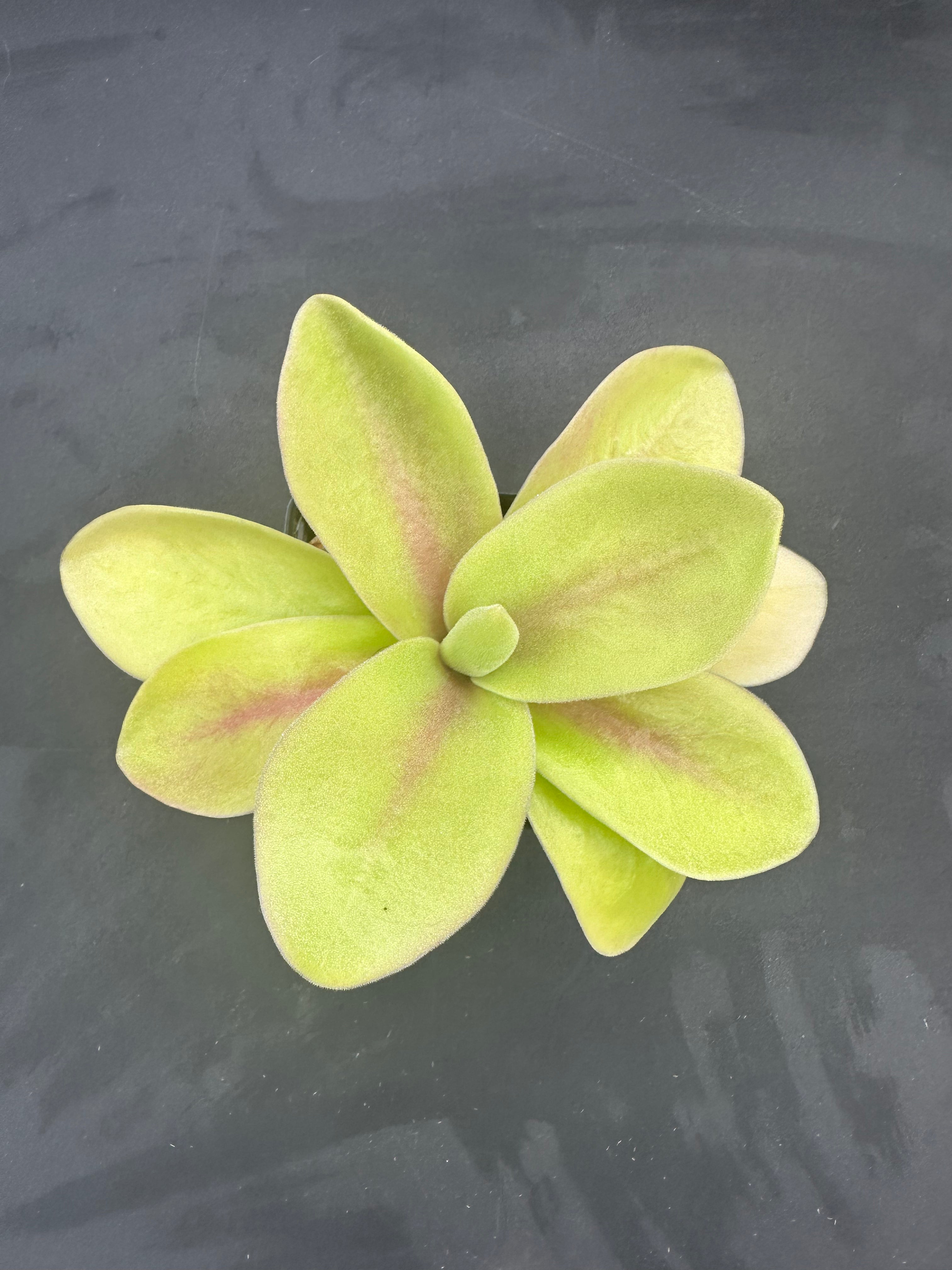 Pinguicula gigantea "red flush"