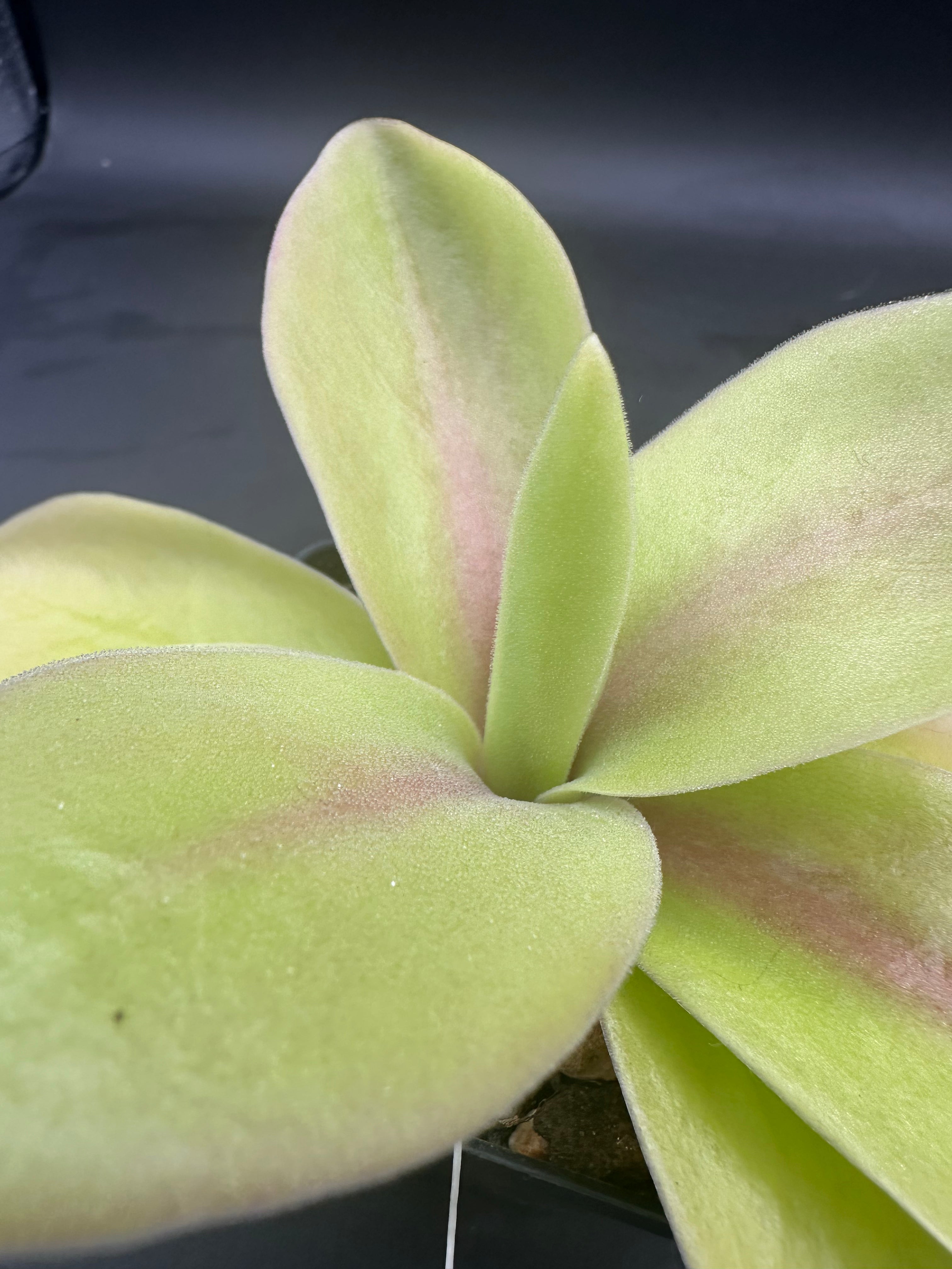 Pinguicula gigantea "red flush"