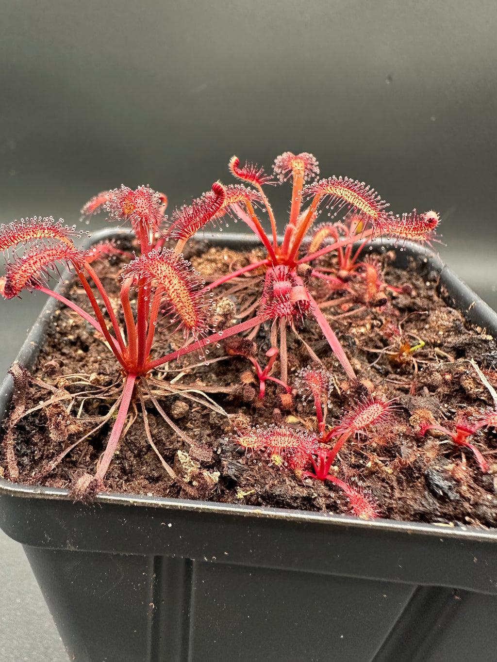 Drosera capensis (Kouebokkeveld, ZAF) seeds