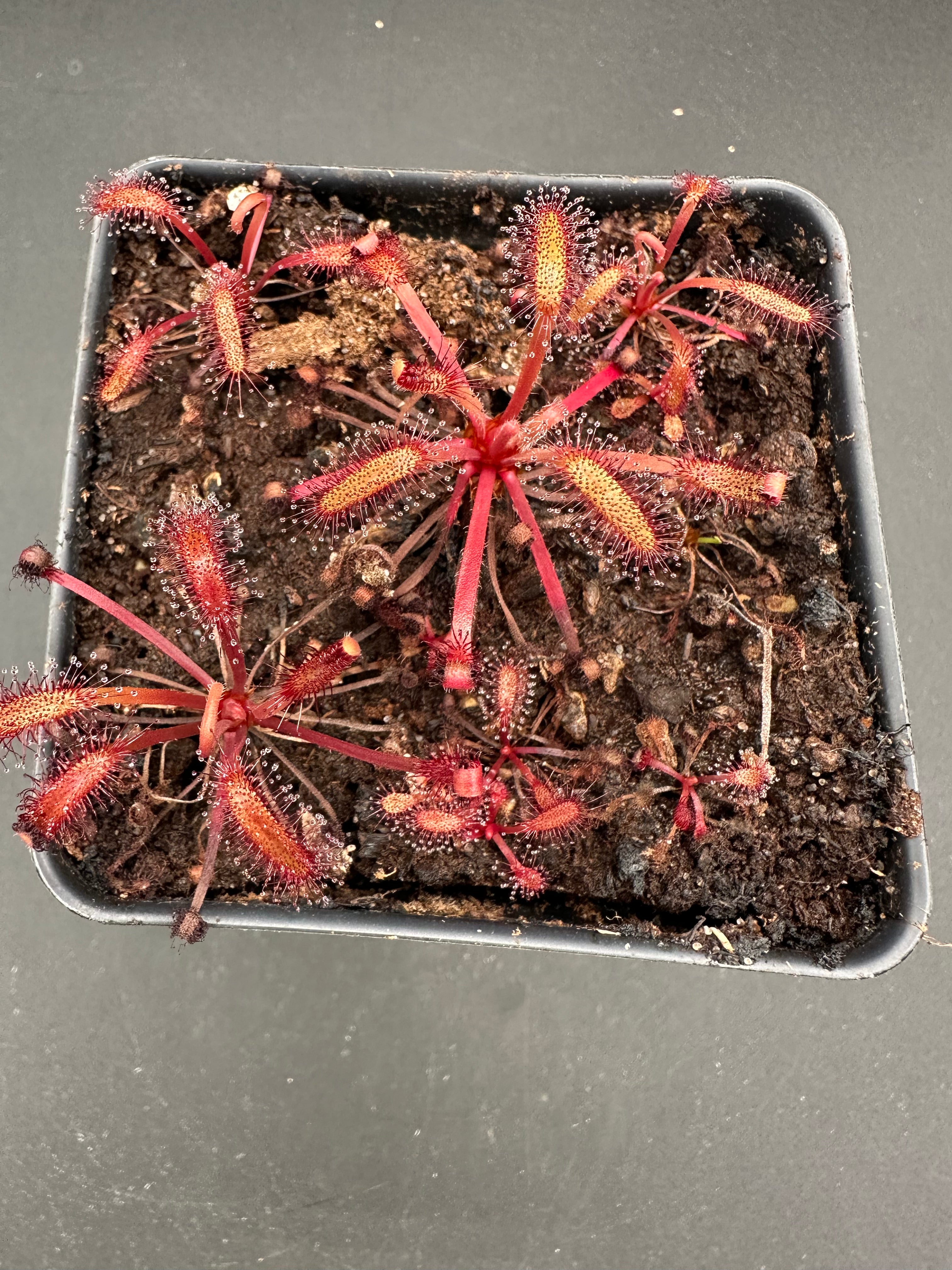 Drosera capensis (Kouebokkeveld, ZAF) seeds