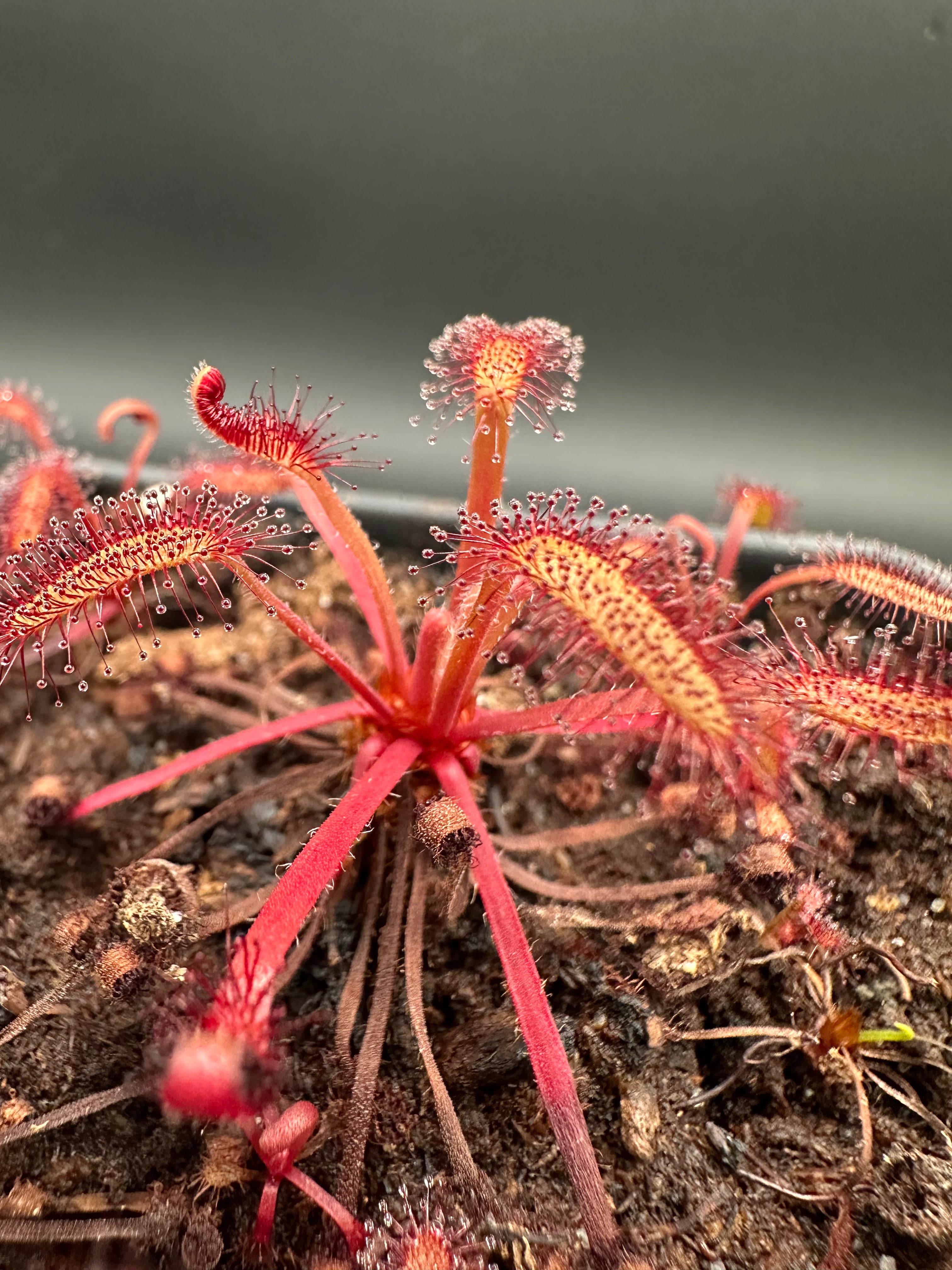 Drosera capensis (Kouebokkeveld, ZAF) seeds