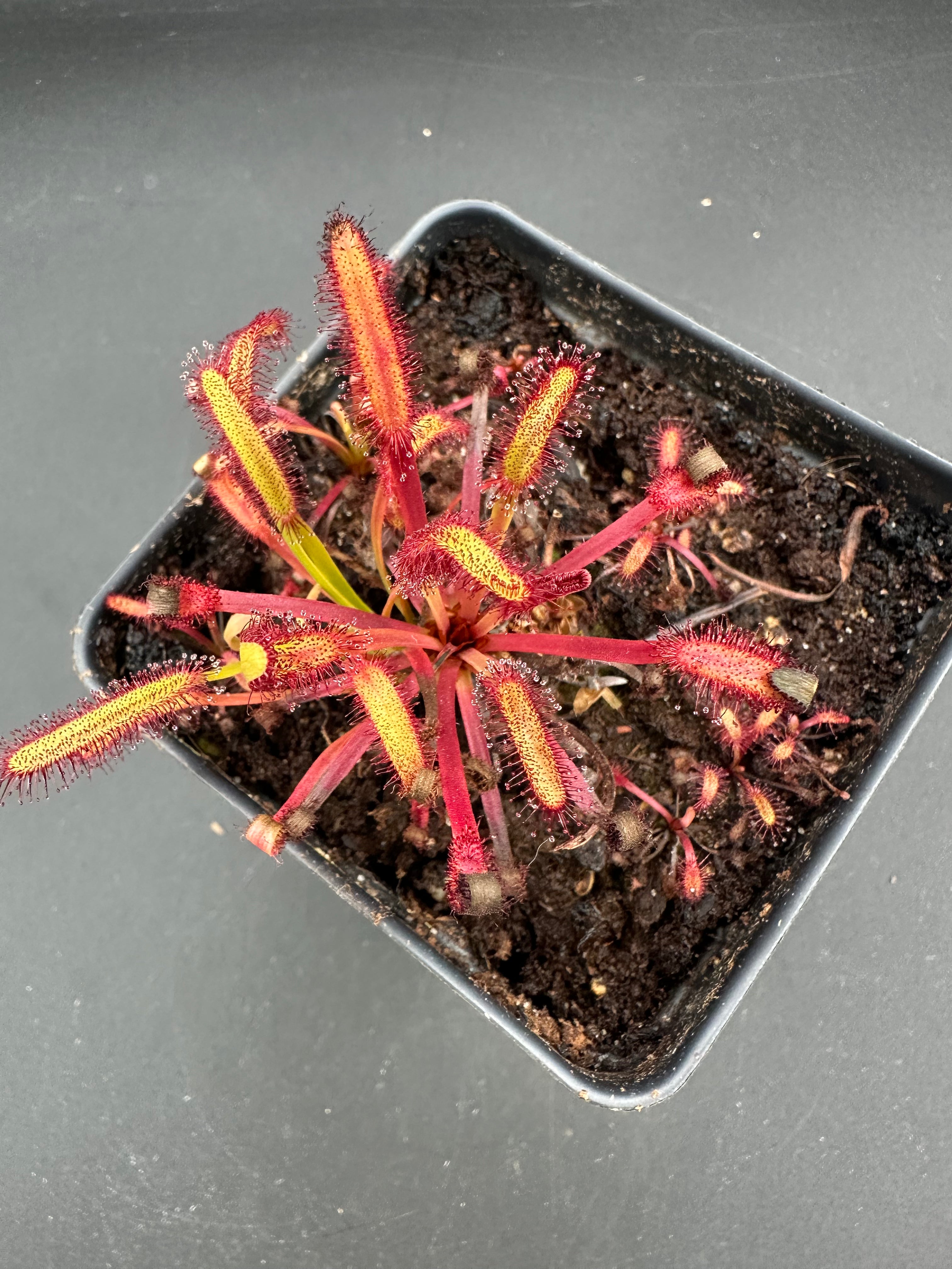 Drosera capensis (Driehoek farm, Cederberg, ZAF) 13942 JT seeds