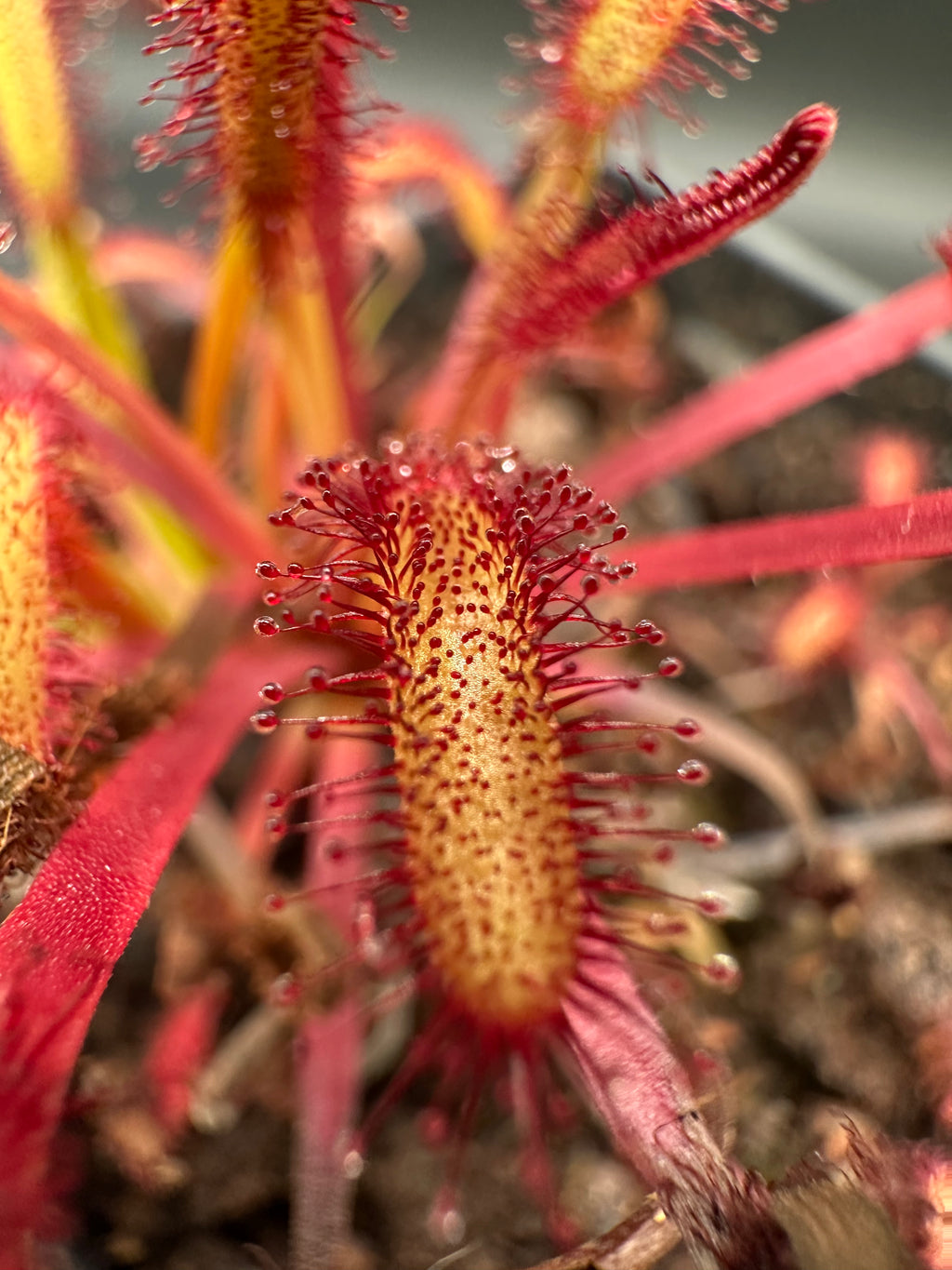 Drosera capensis (Driehoek farm, Cederberg, ZAF) 13942 JT