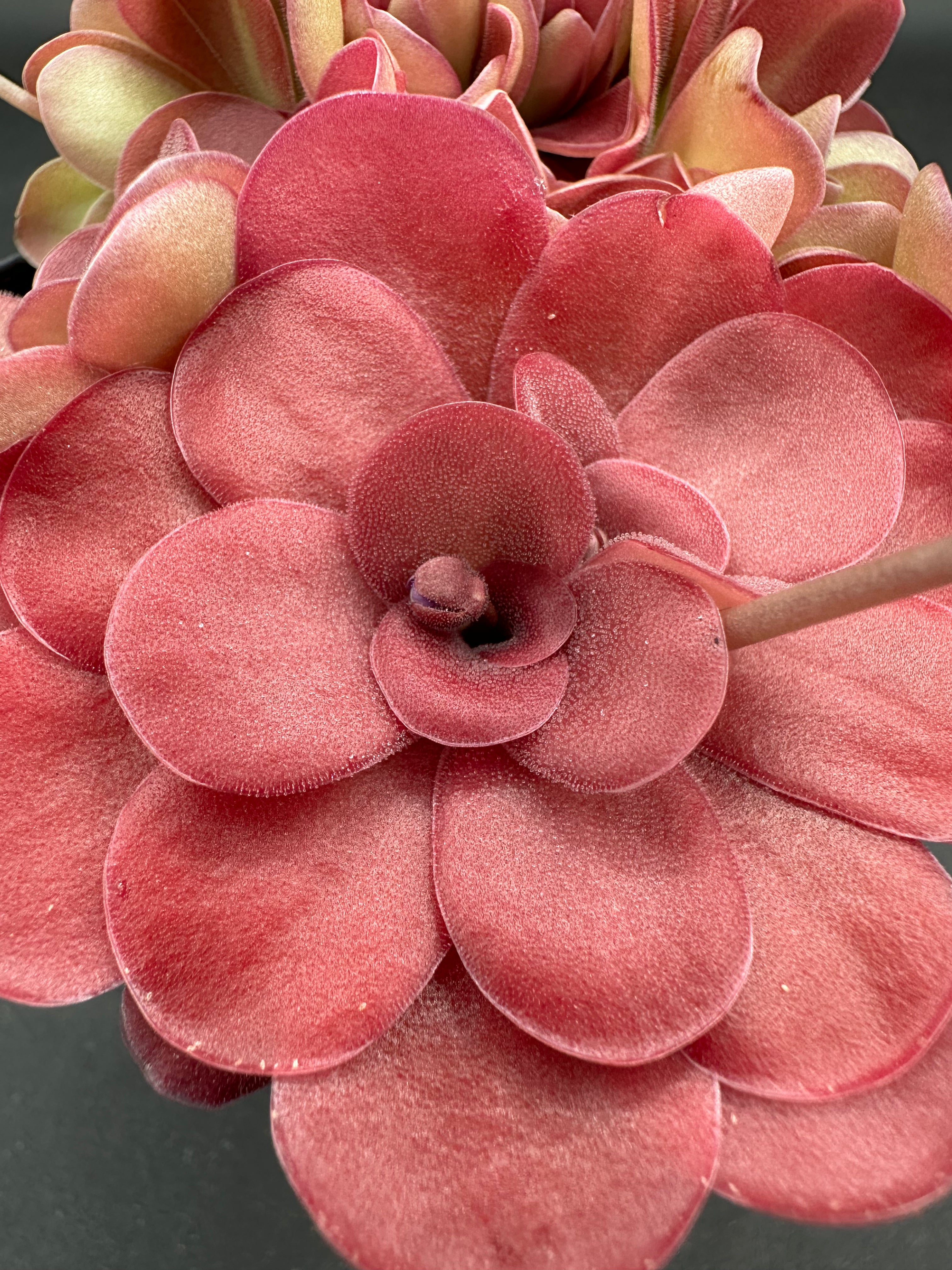 Pinguicula 'Johanna' – Crabcore's Carnivores