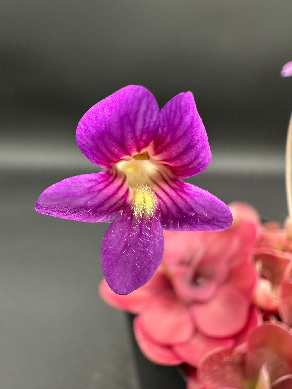 Pinguicula 'Johanna'