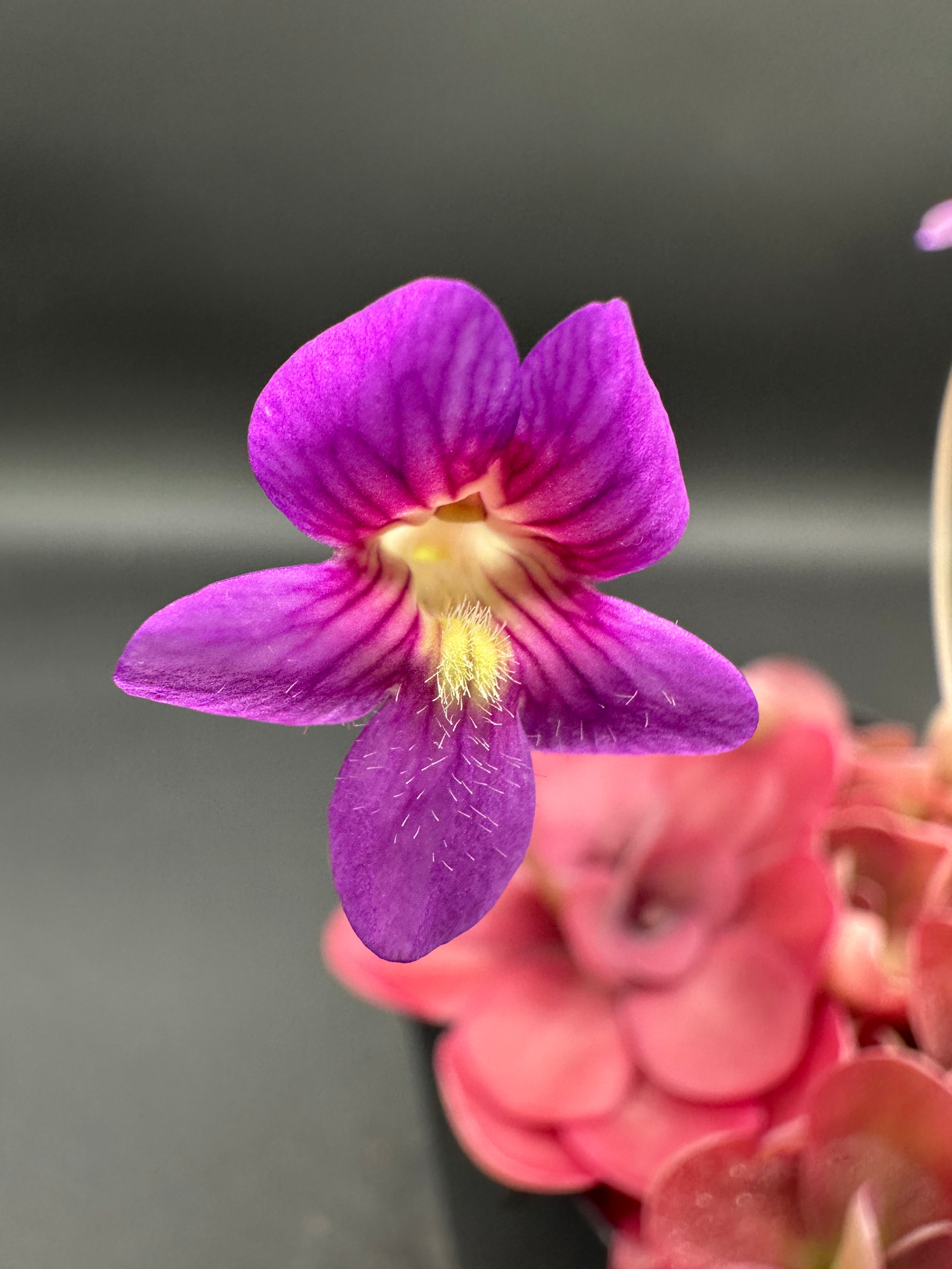 Pinguicula 'Johanna'