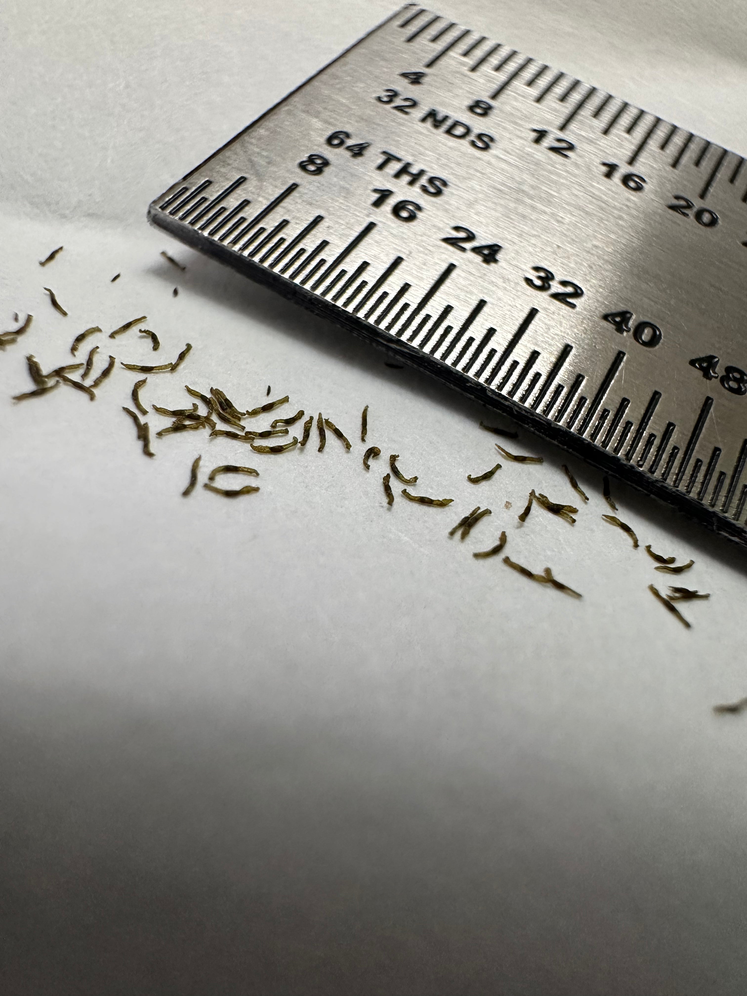 Drosera binata seeds