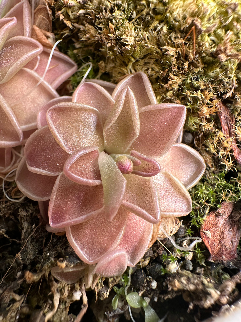 Pinguicula ehlersiae x mesophytica