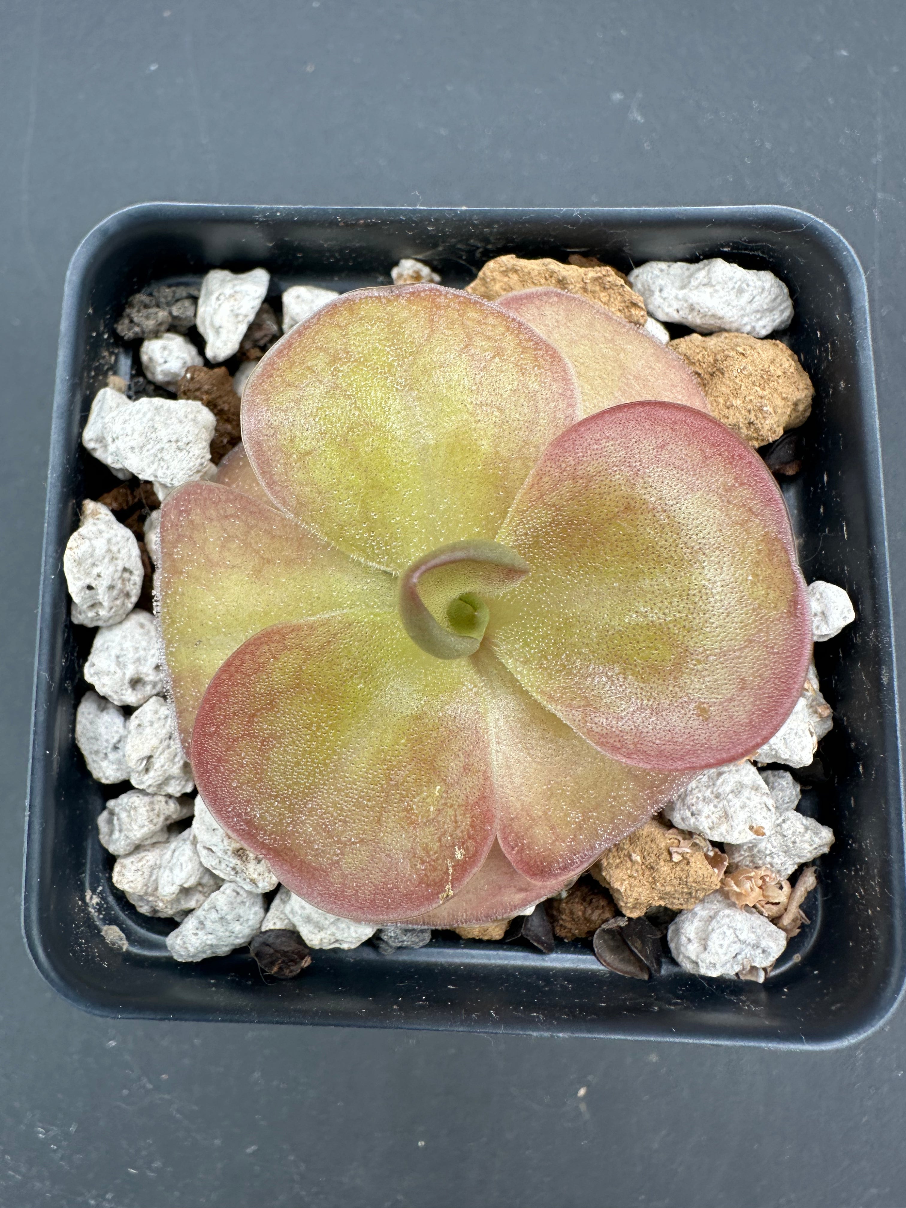 Pinguicula moranensis "J"