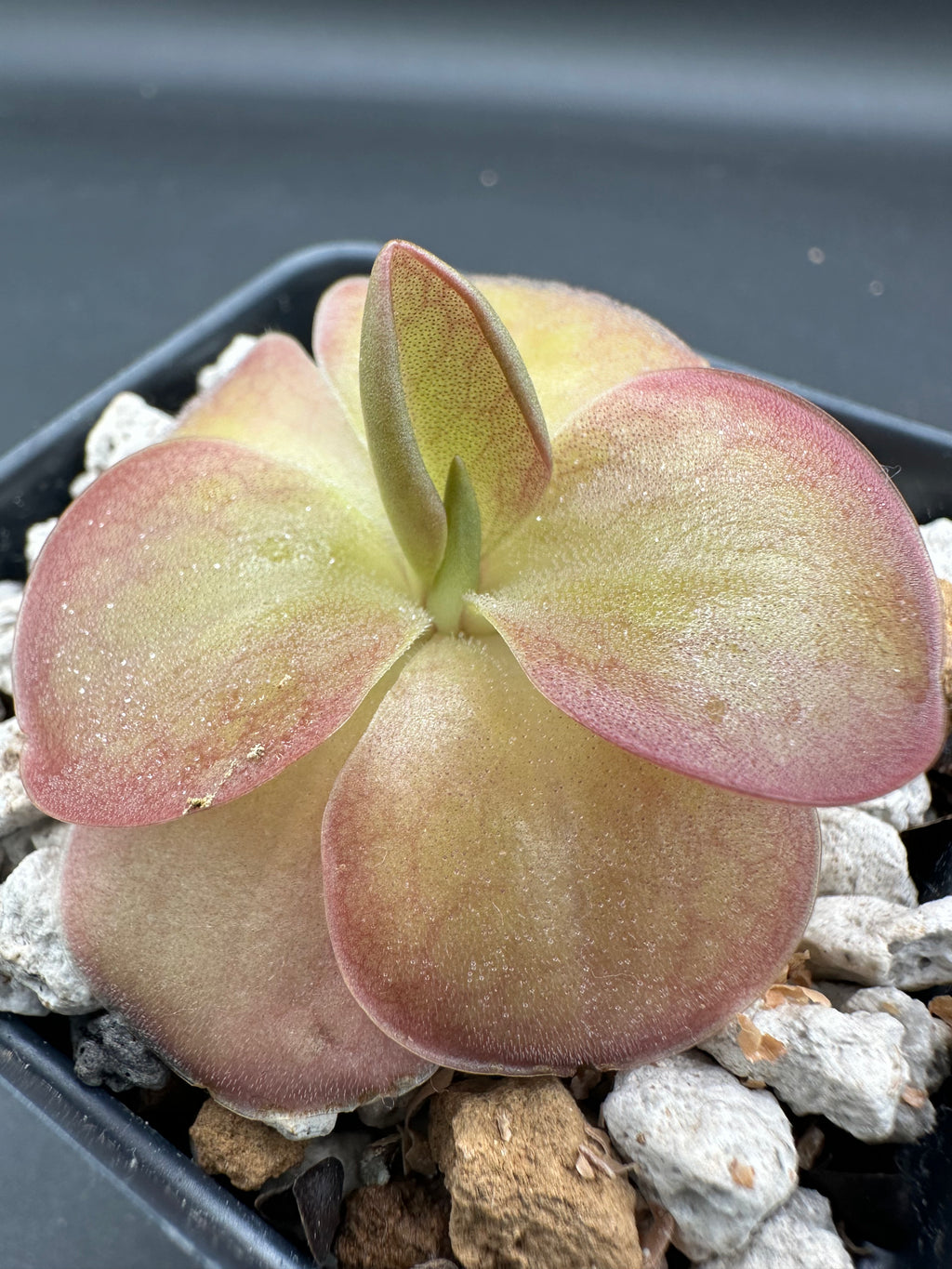 Pinguicula moranensis "J"