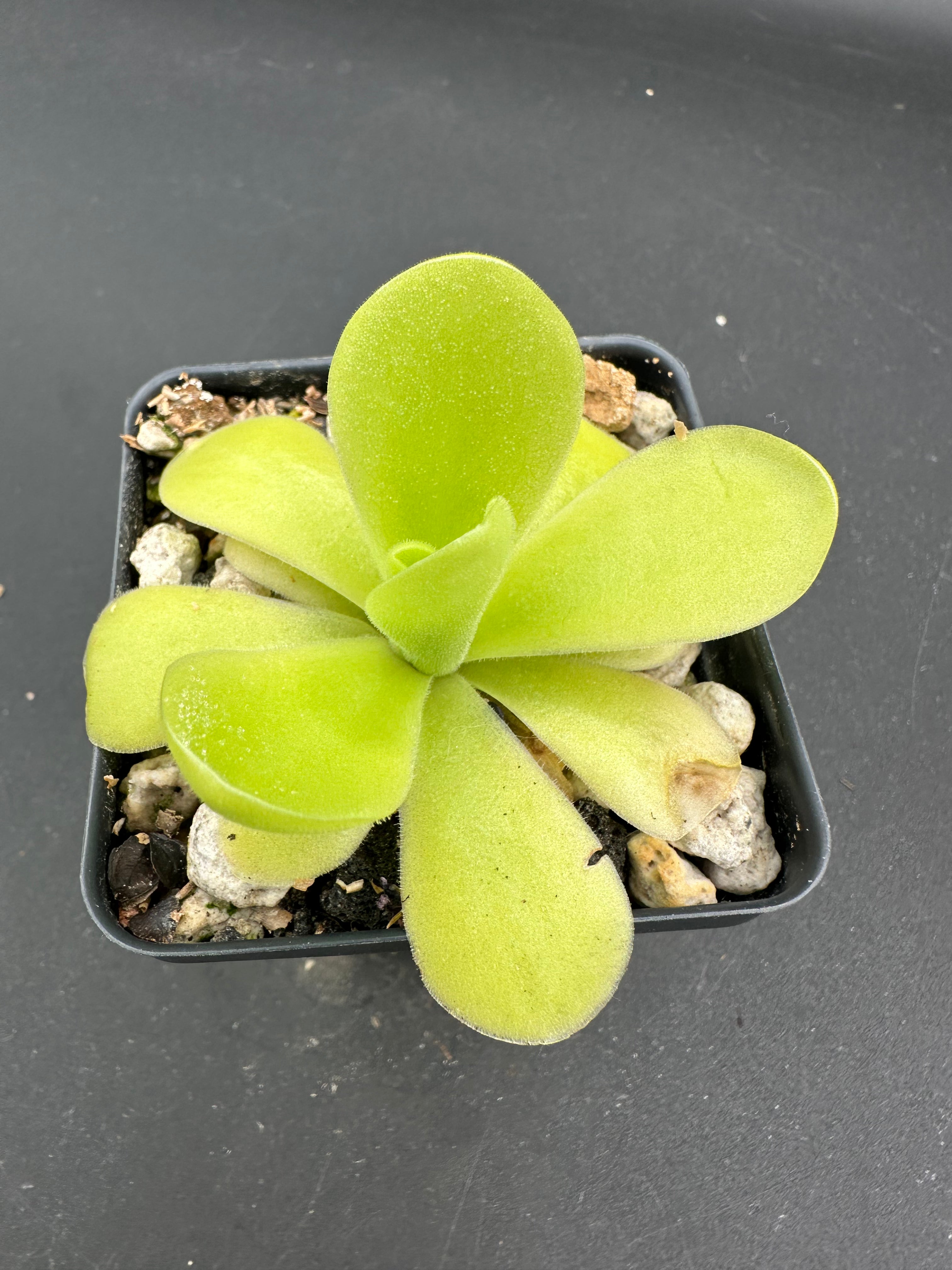 Pinguicula “Alfred Lau #13”