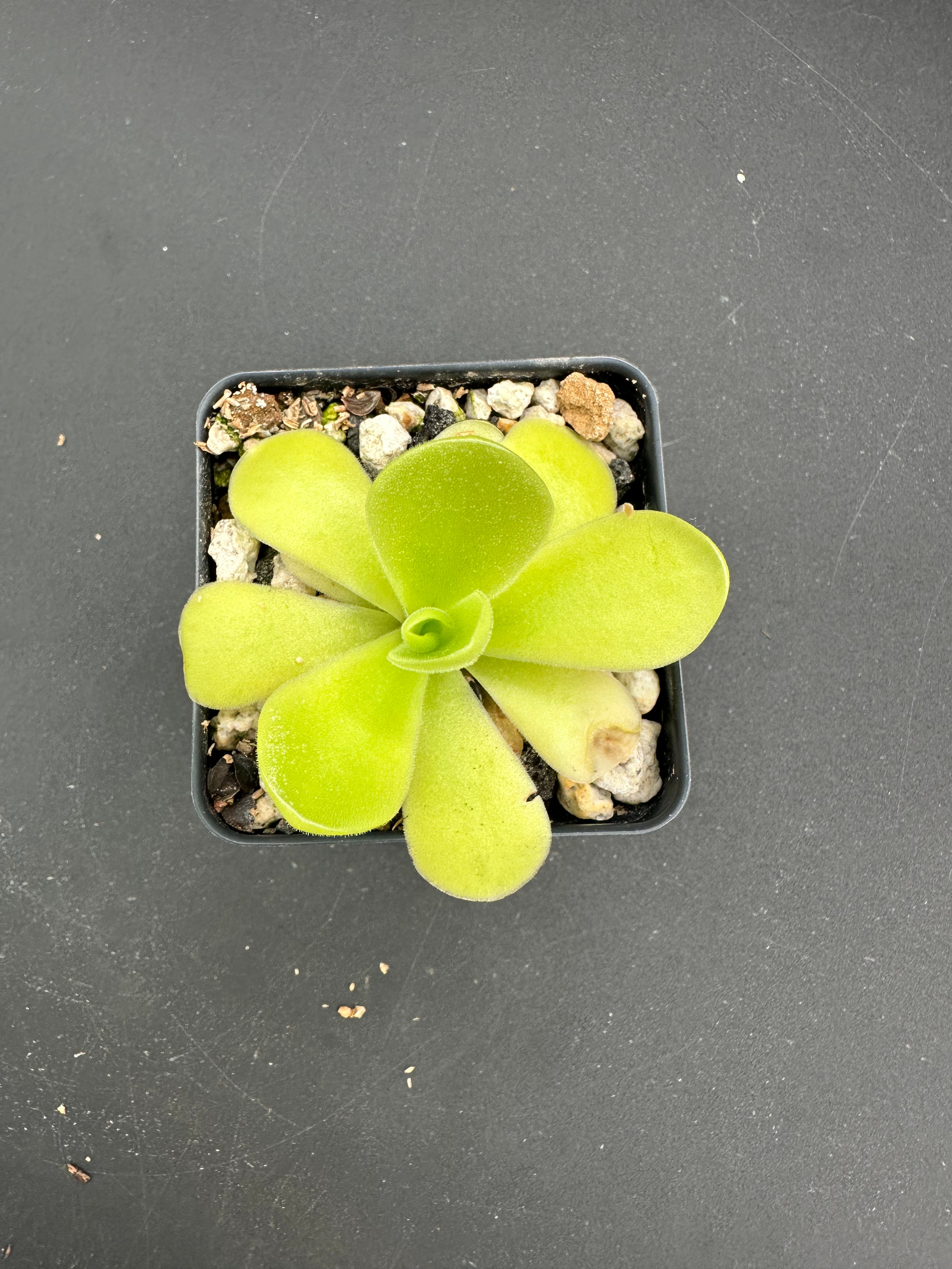 Pinguicula “Alfred Lau #13”