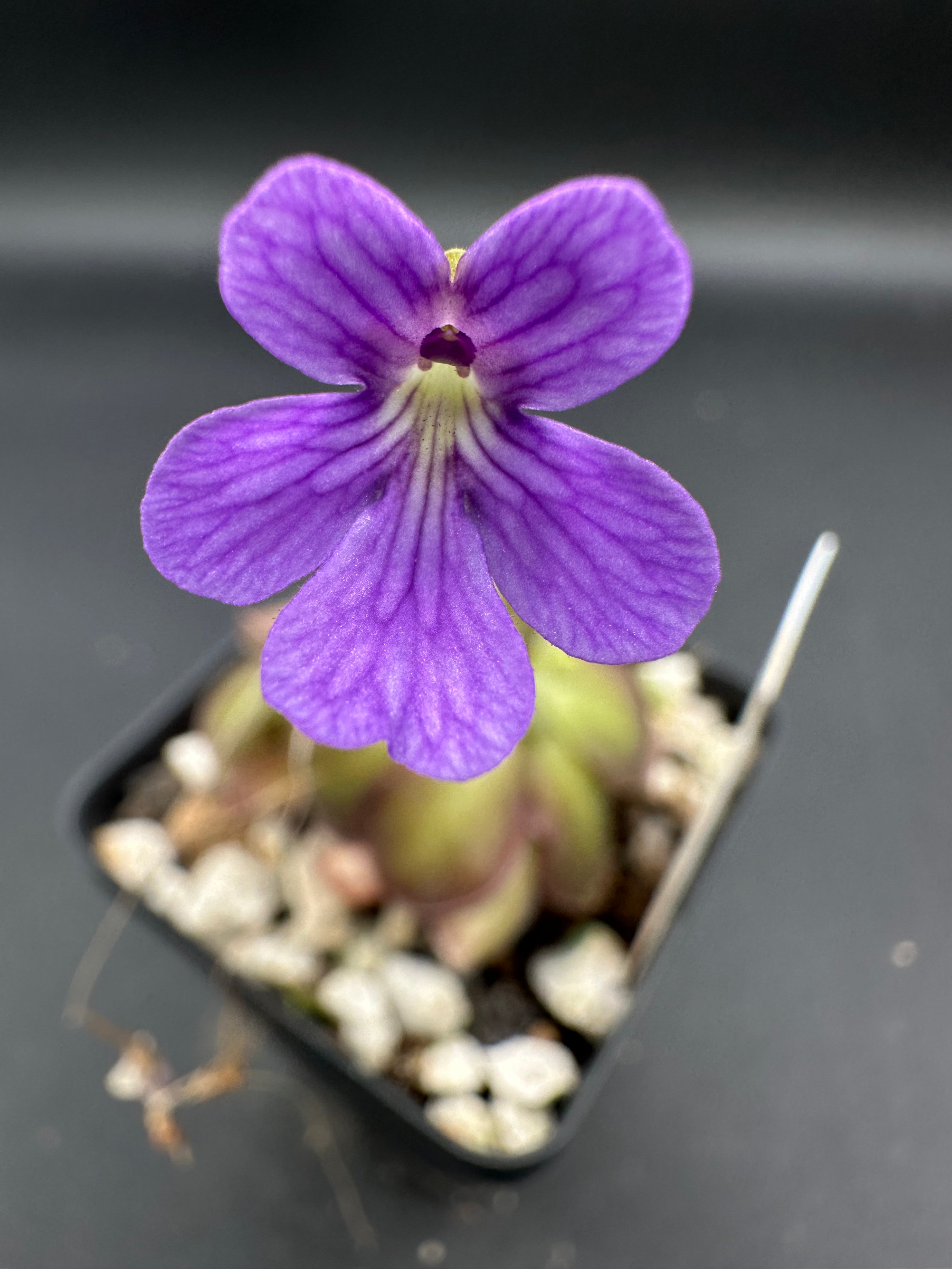 Pinguicula emarginata x cyclosecta