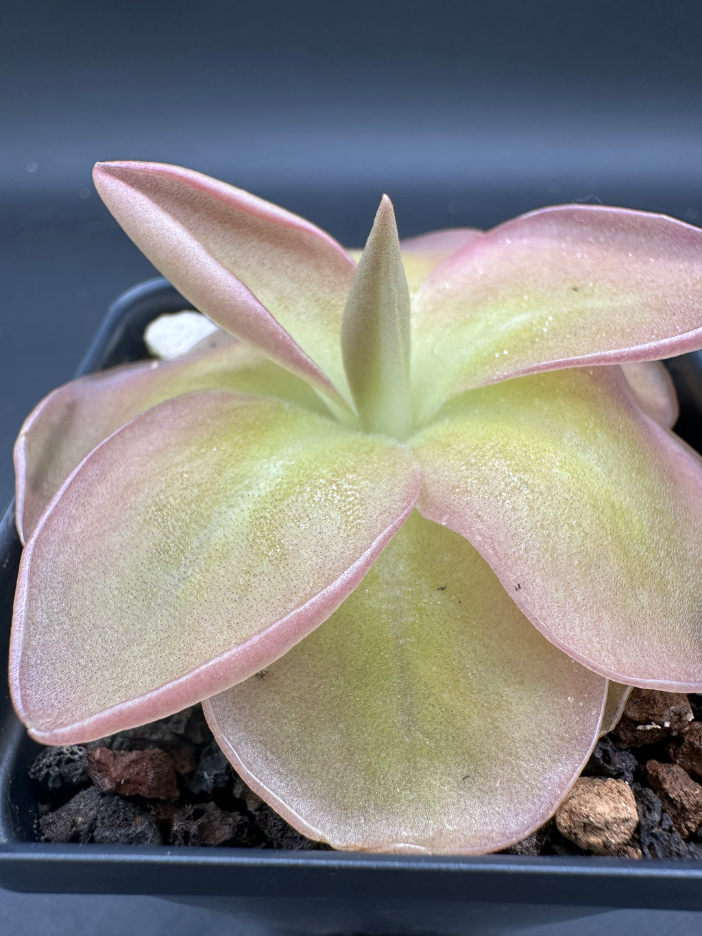 Pinguicula moranensis "A"
