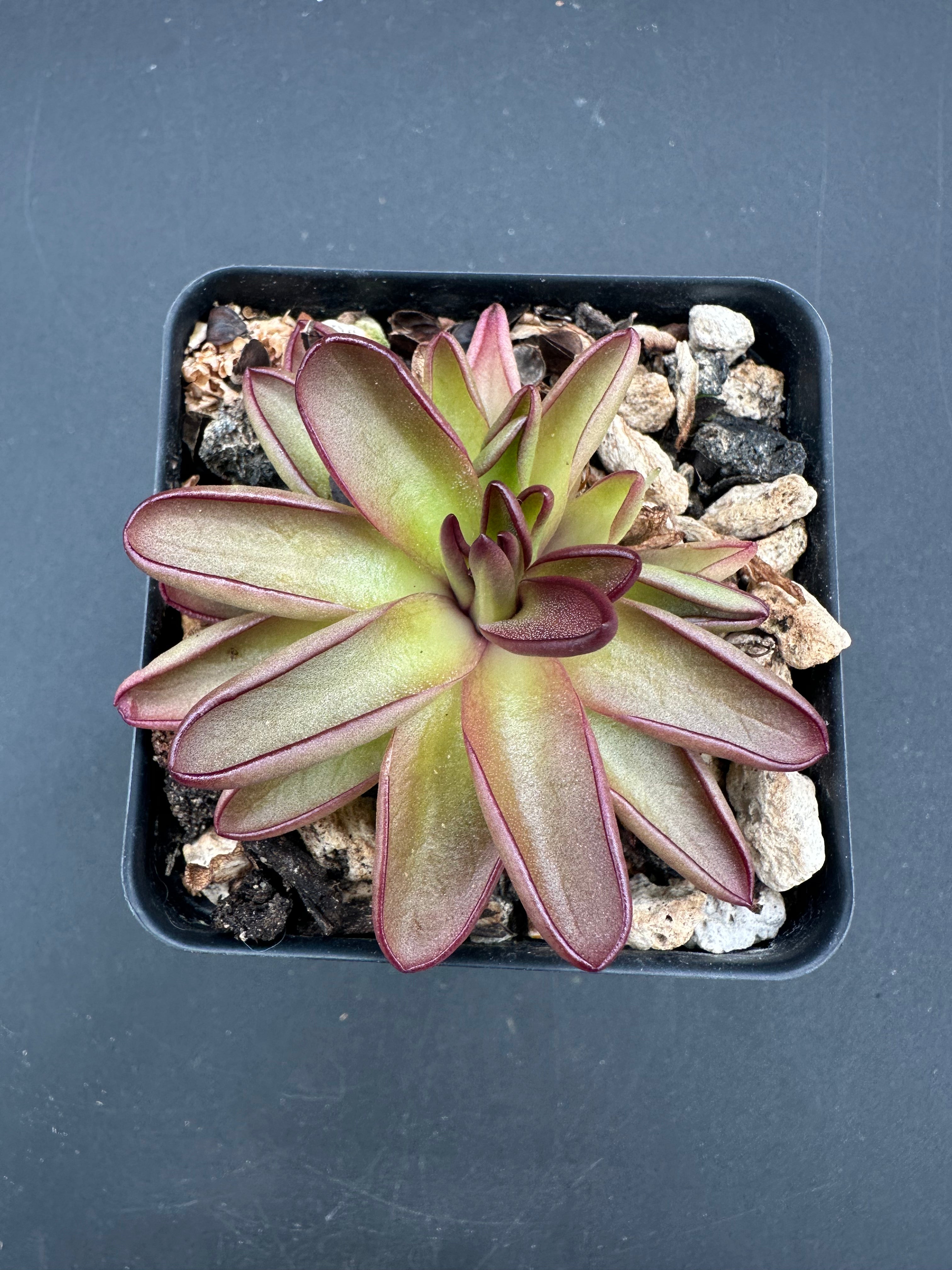 Pinguicula potosiensis (P. moranensis)