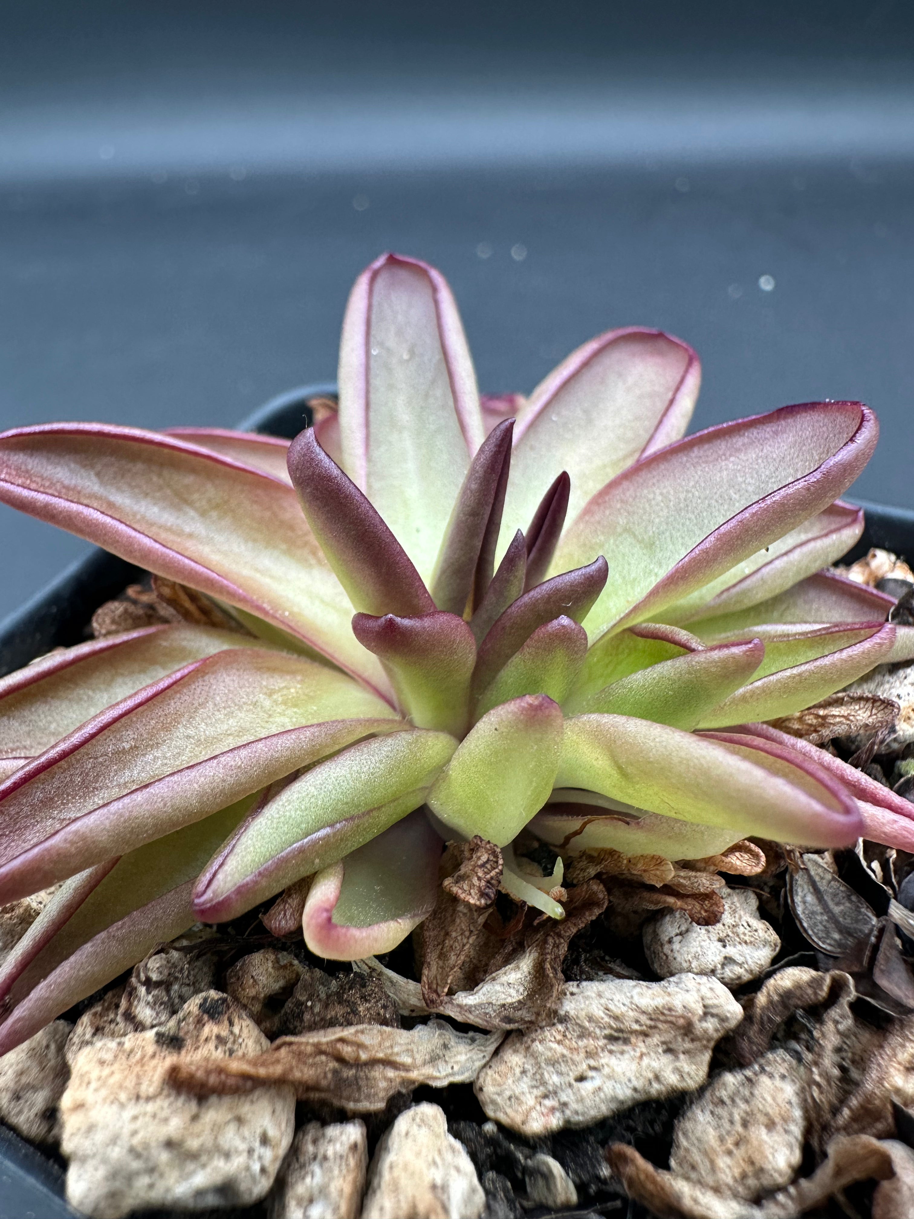 Pinguicula potosiensis (P. moranensis)