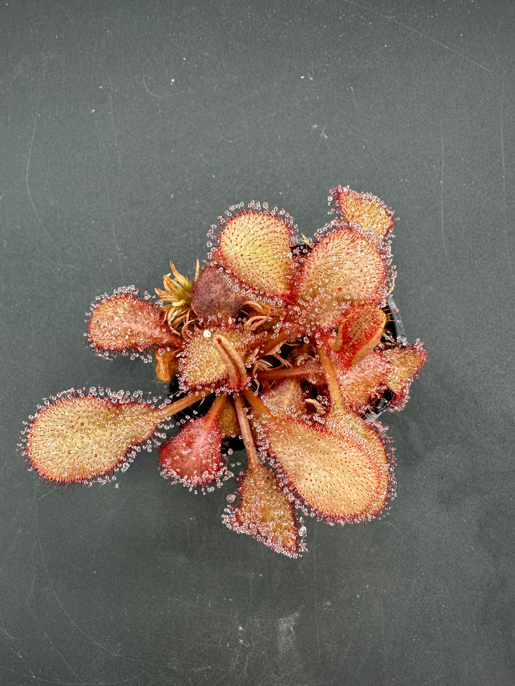 Drosera "Andromeda"