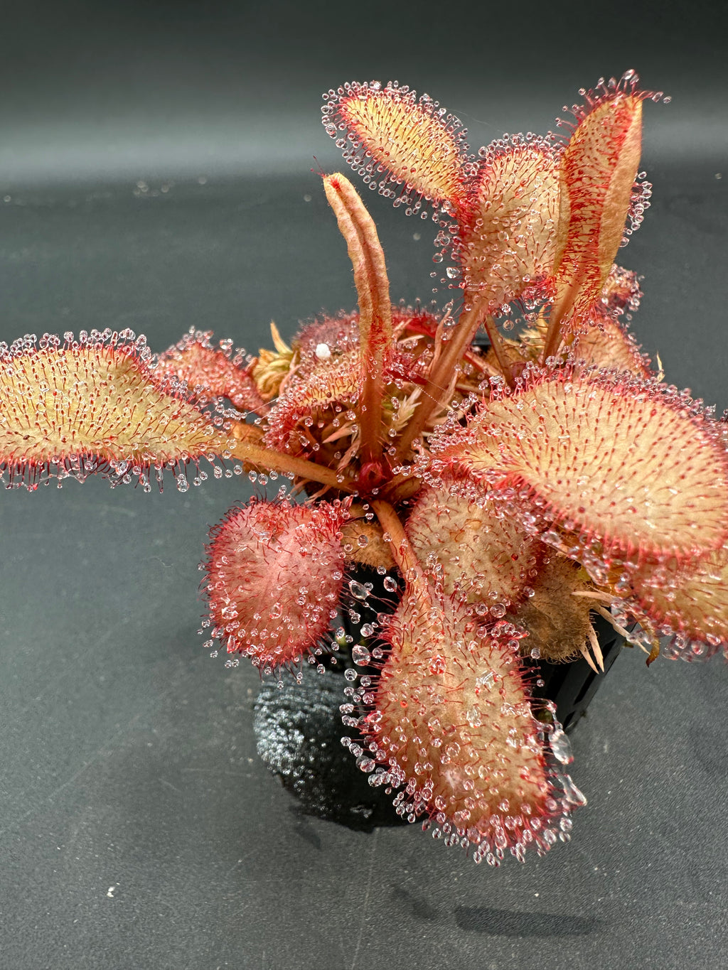 Drosera "Andromeda"