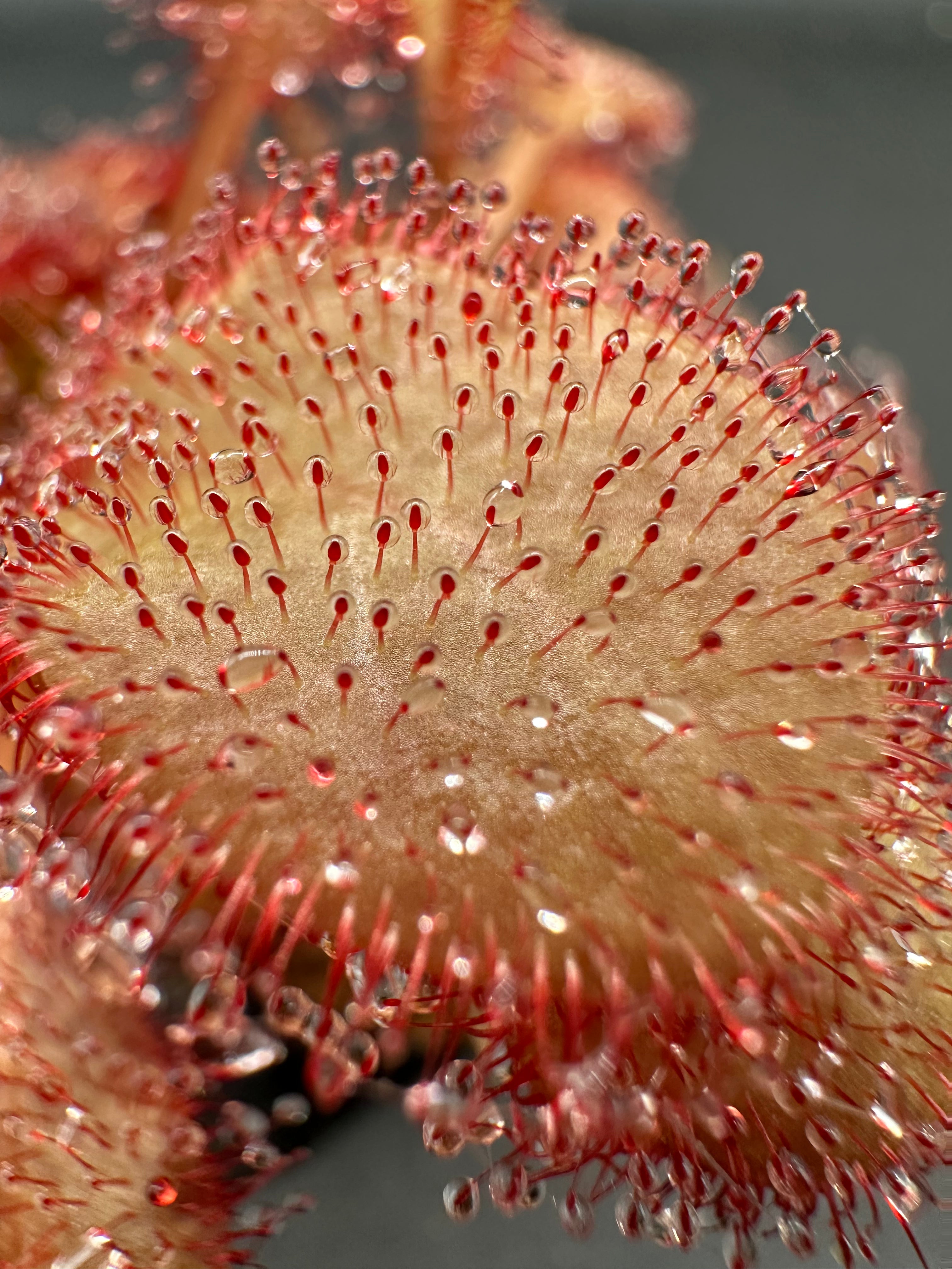 Drosera "Andromeda"