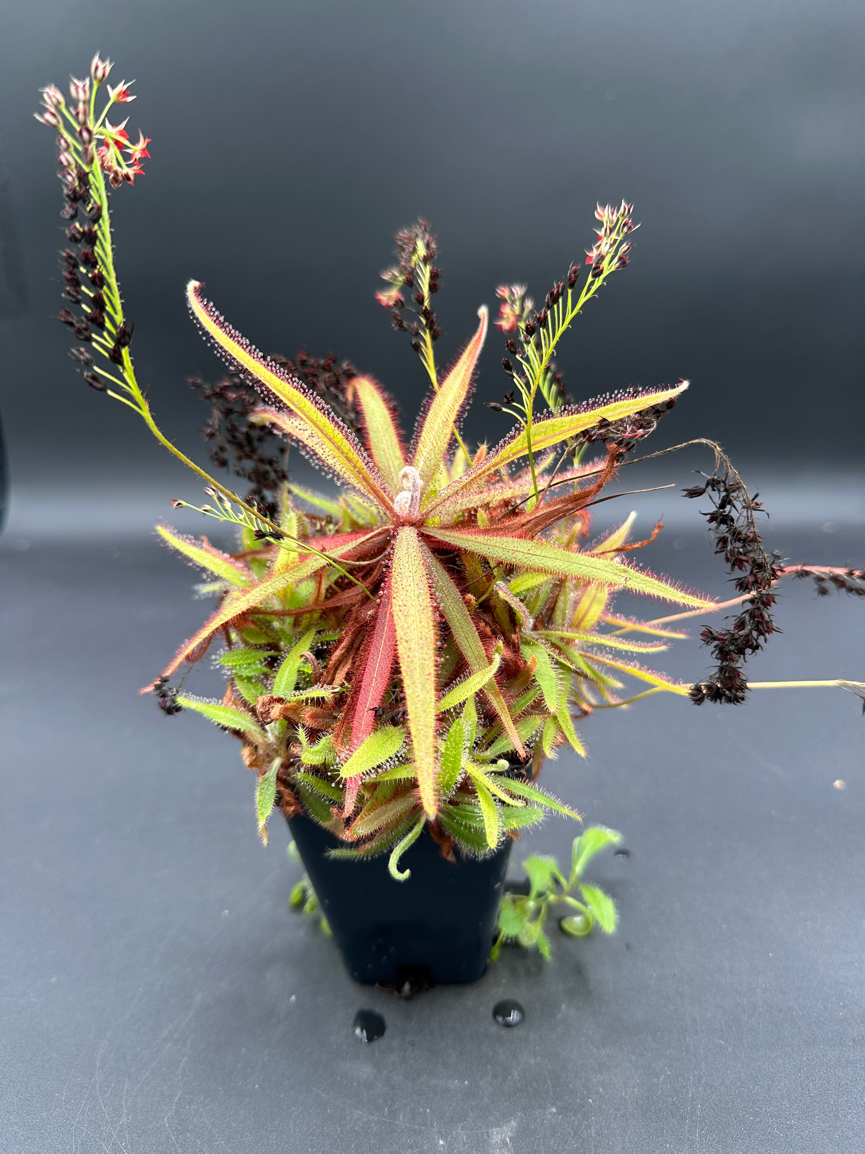 Drosera adelae