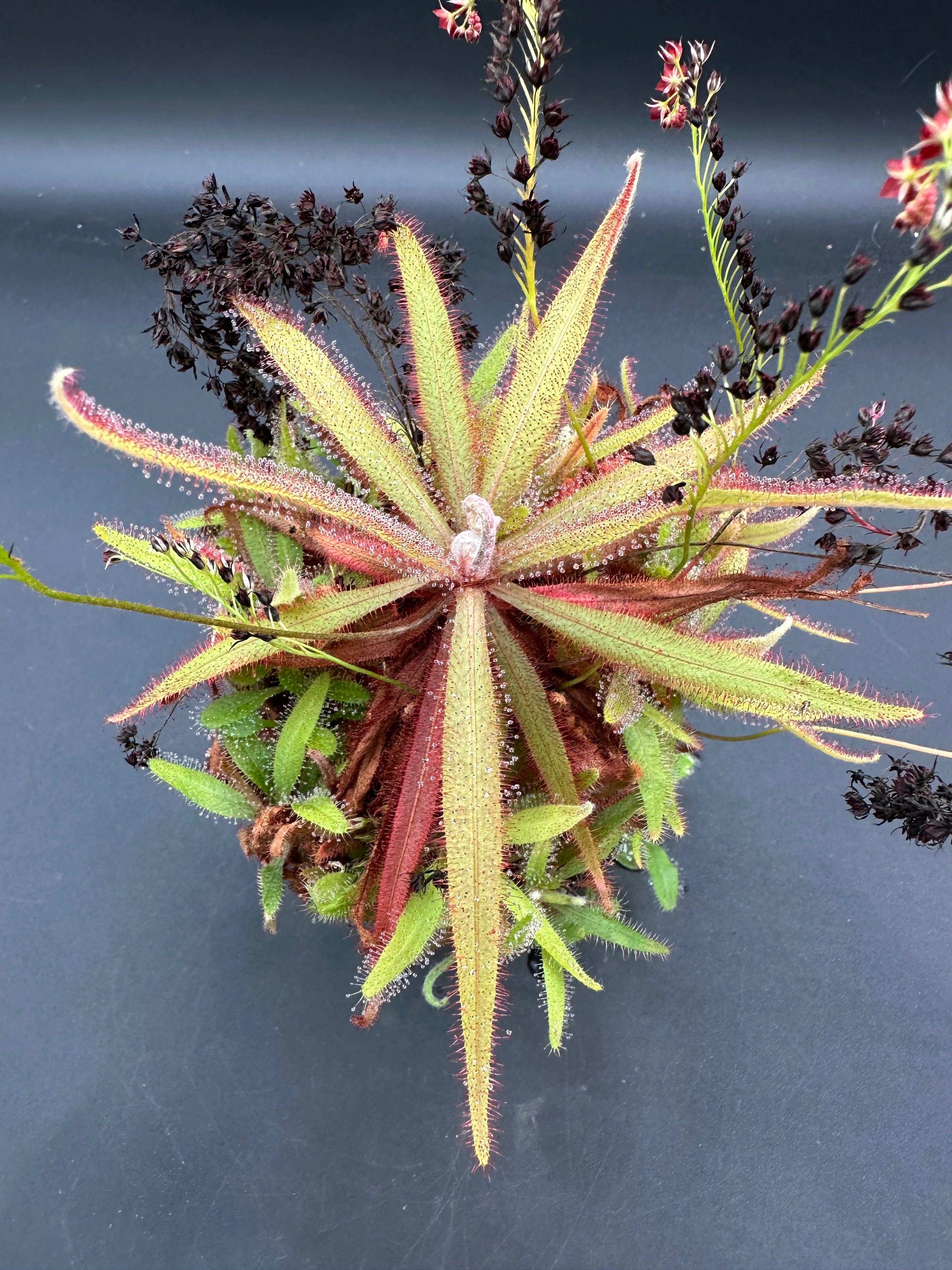 Drosera adelae