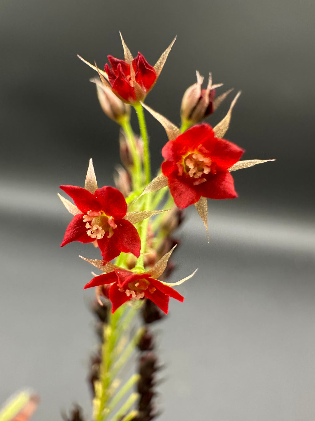 Drosera adelae