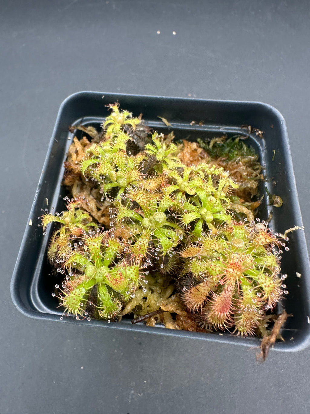 Drosera hirticalyx (Cerro Marahuaca, Venezuela)