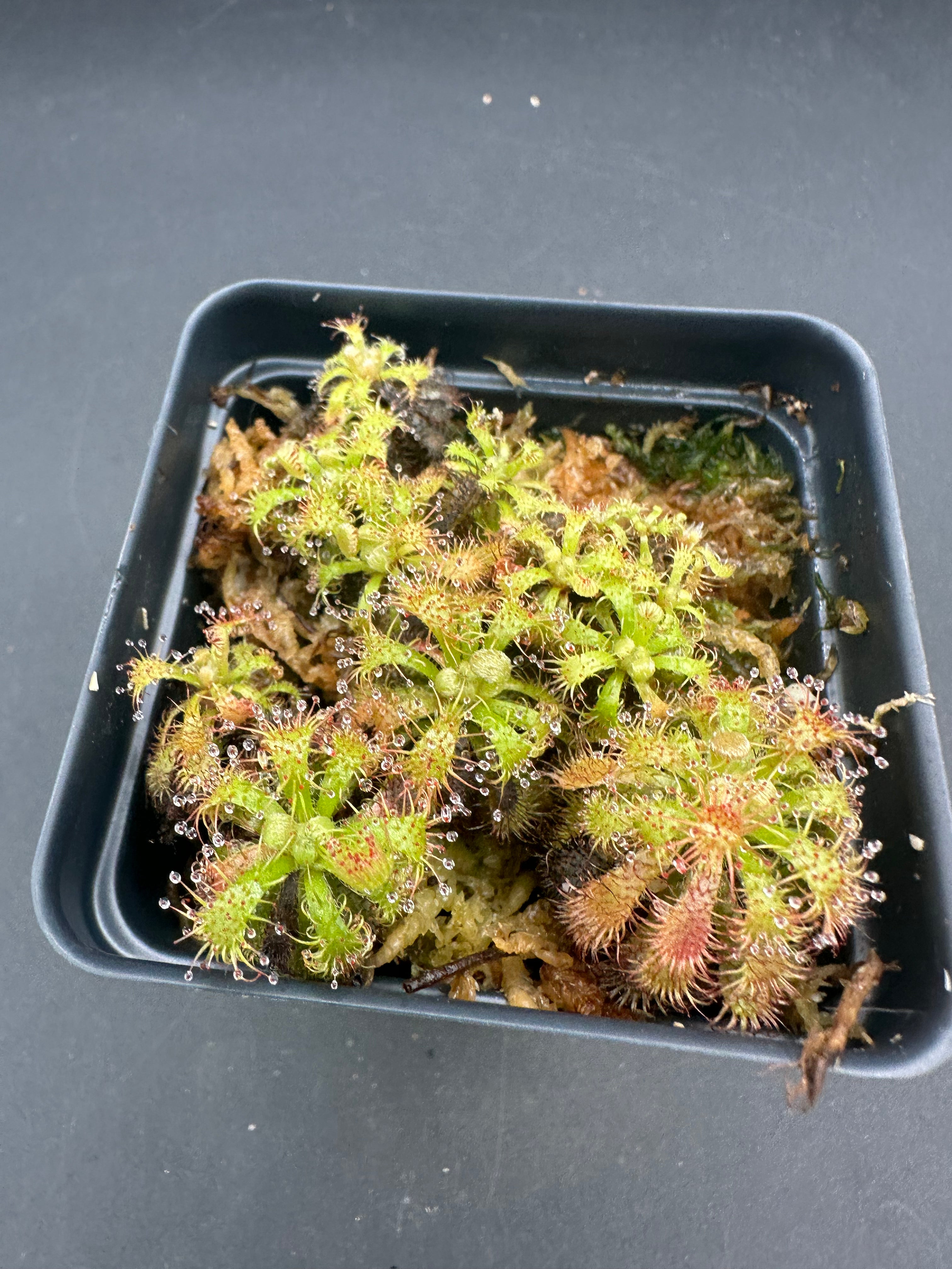 Drosera hirticalyx (Cerro Marahuaca, Venezuela)