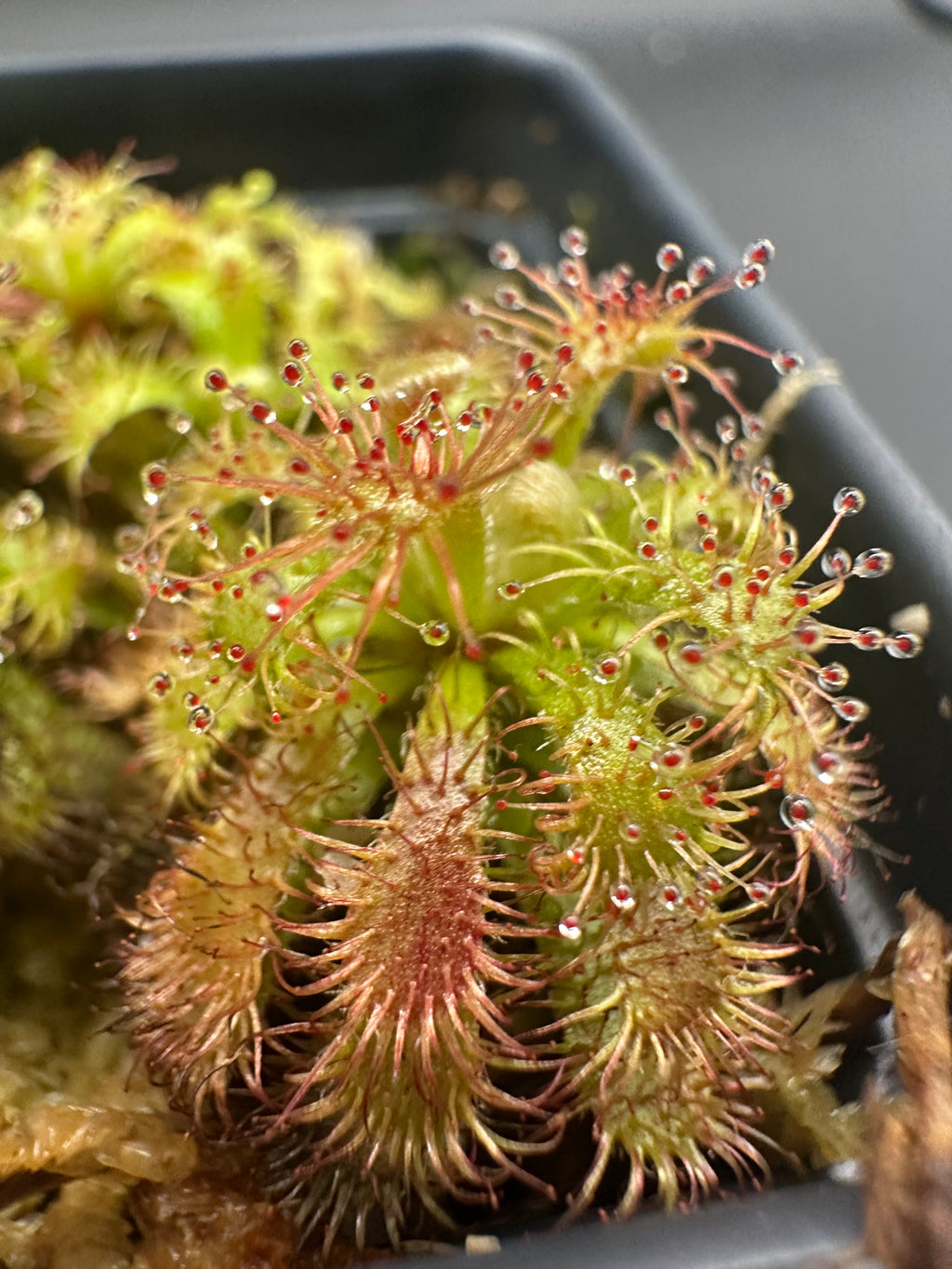 Drosera hirticalyx (Cerro Marahuaca, Venezuela)