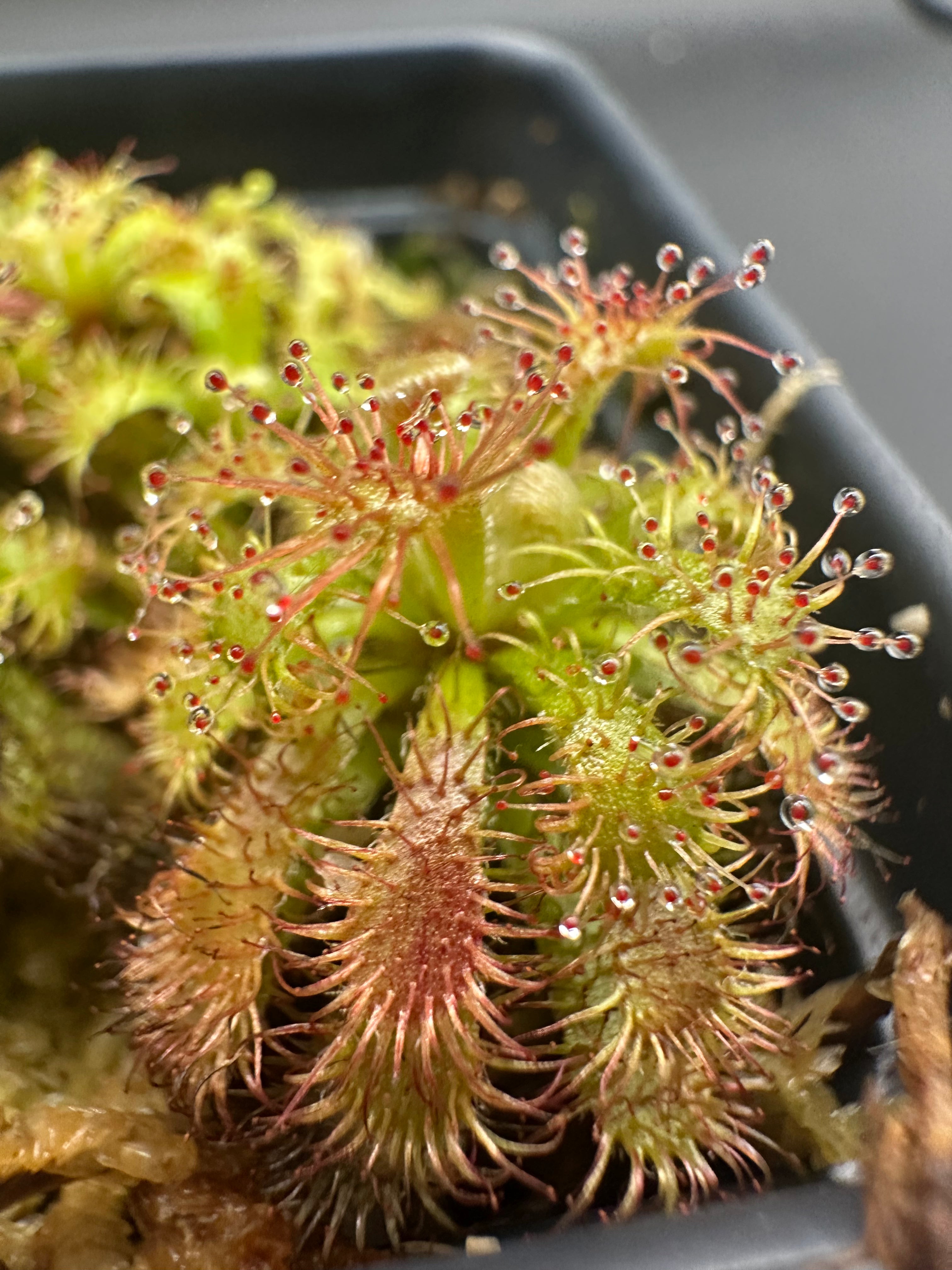 Drosera hirticalyx (Cerro Marahuaca, Venezuela)