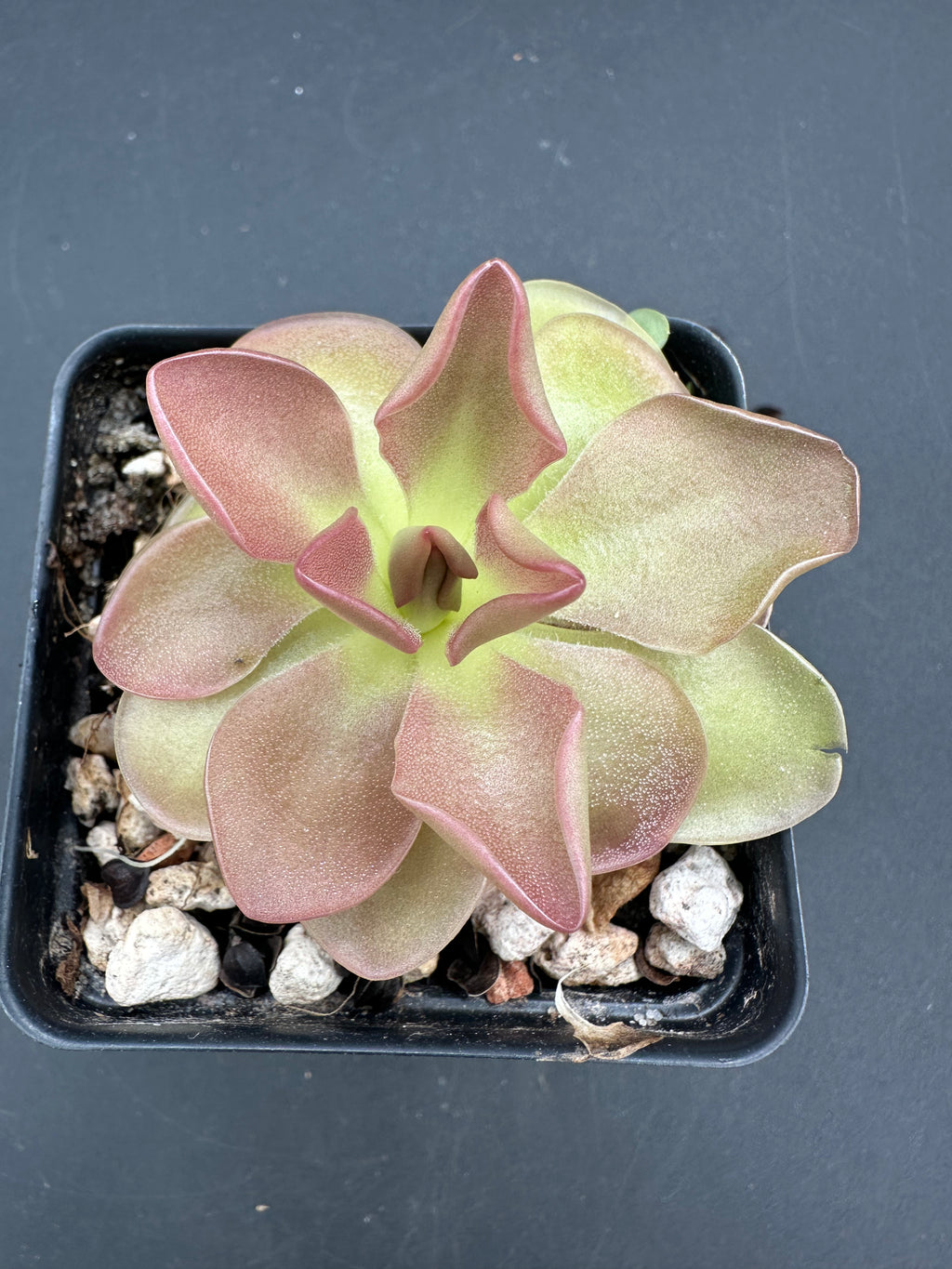 Pinguicula moranensis "orchioides"